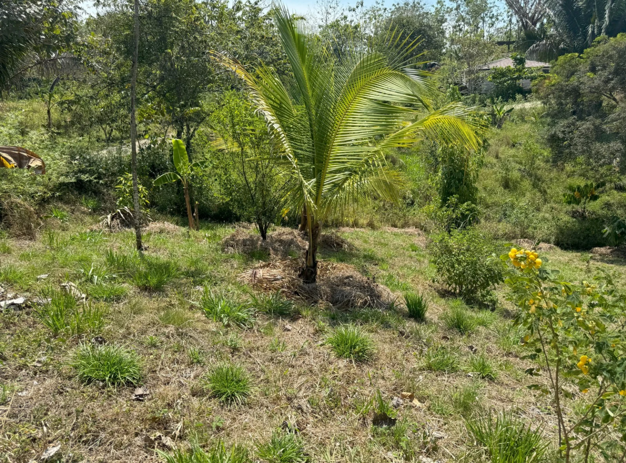Regenerative Community Lot in San Isidro – Nature & Conscious Living