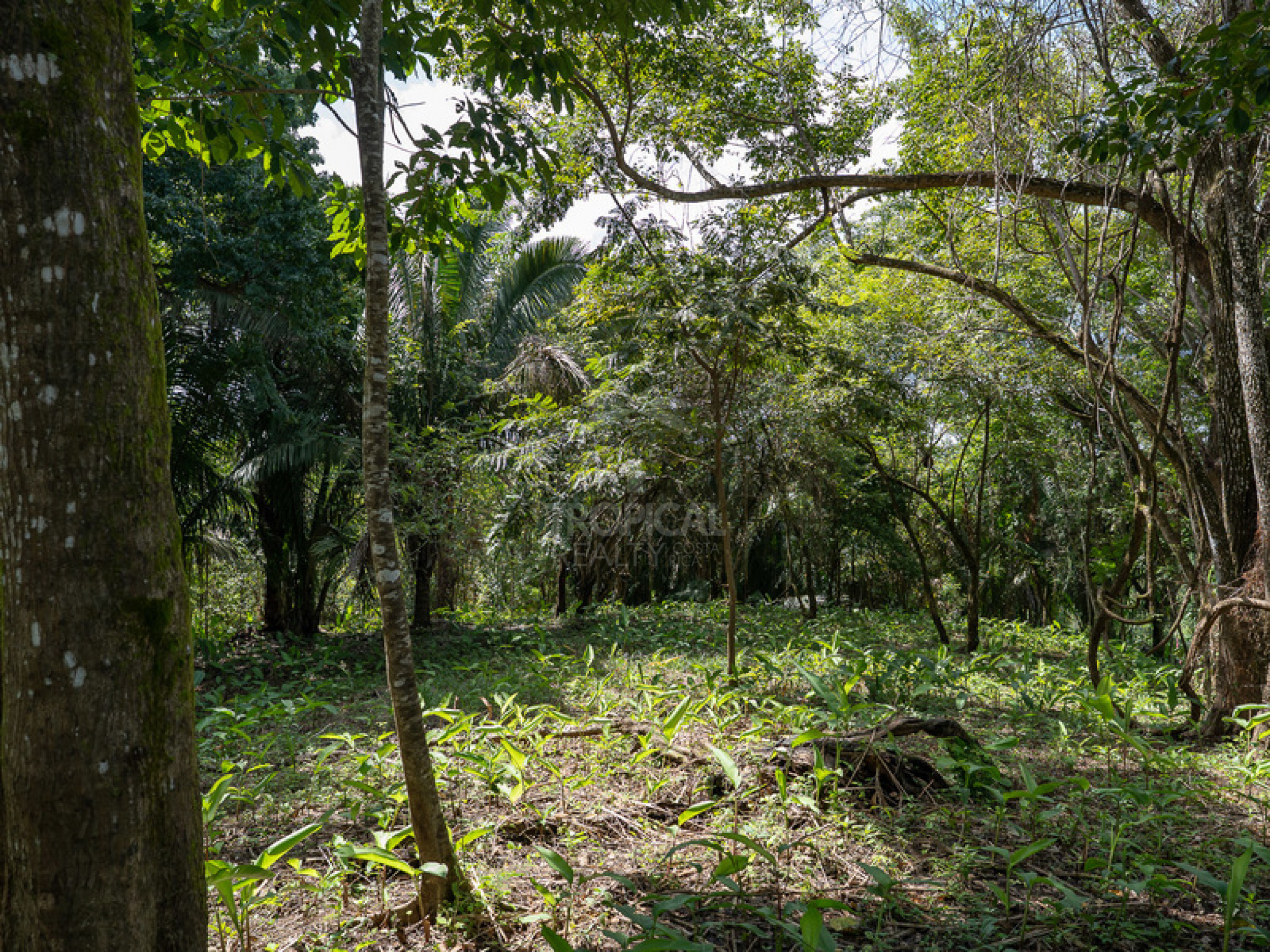 Commercial and Tourism Lot in Cabuya – Visibility, Nature, and Growth Potential