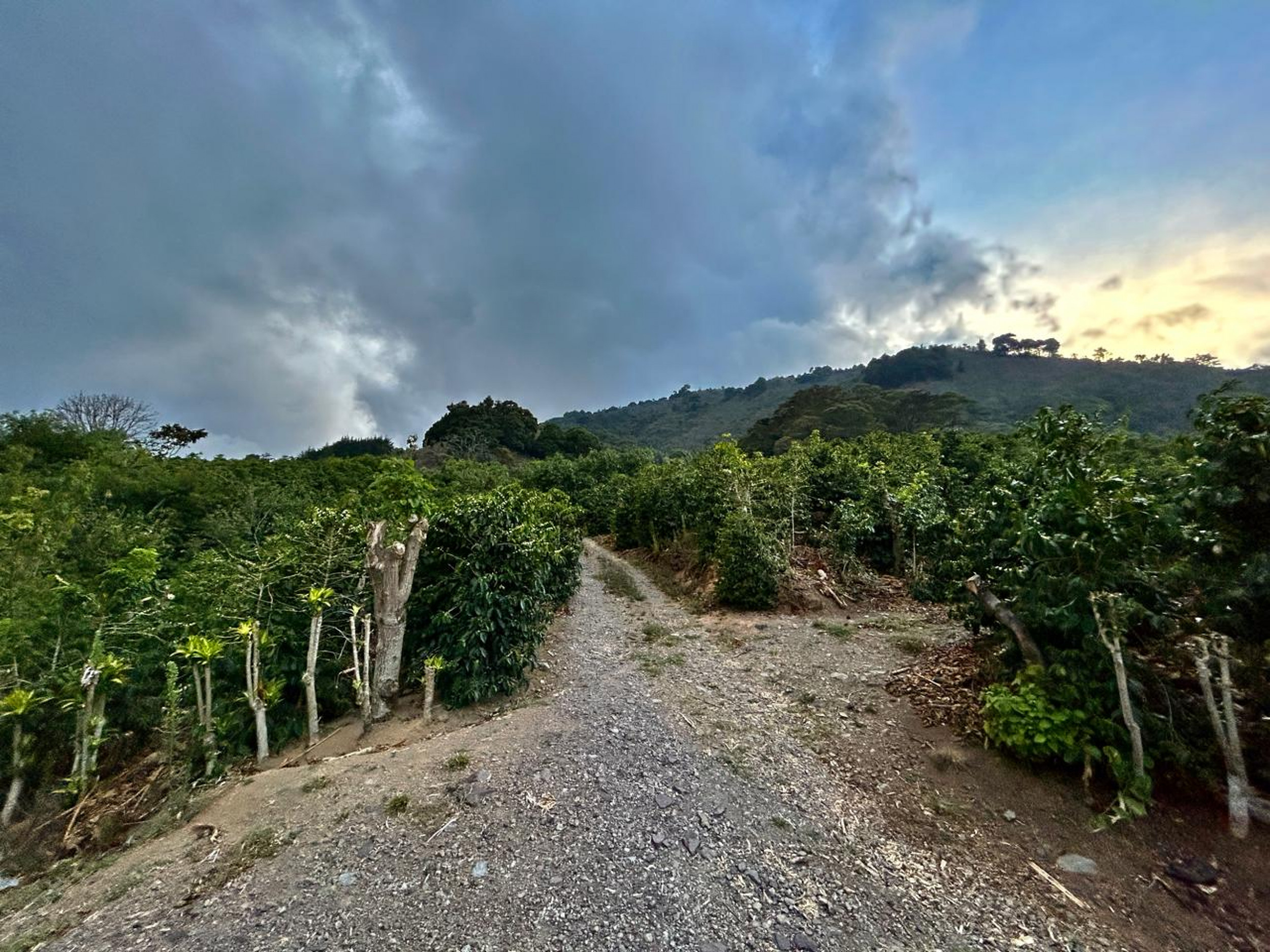 Coffe farm for Sale in Copey de Dota