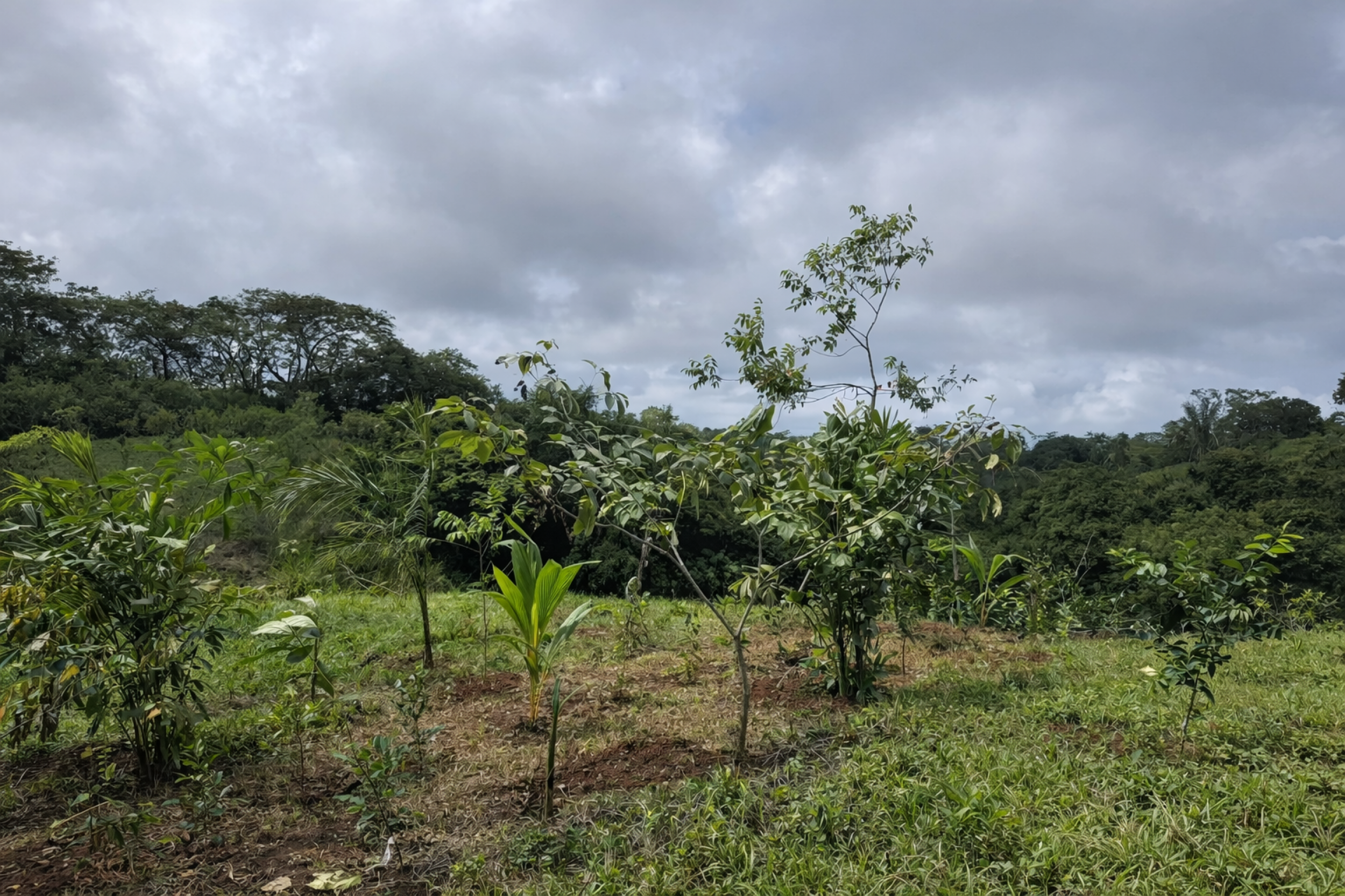 5,000 m² Lot in San Isidro – 5 Minutes from Playa Carmen