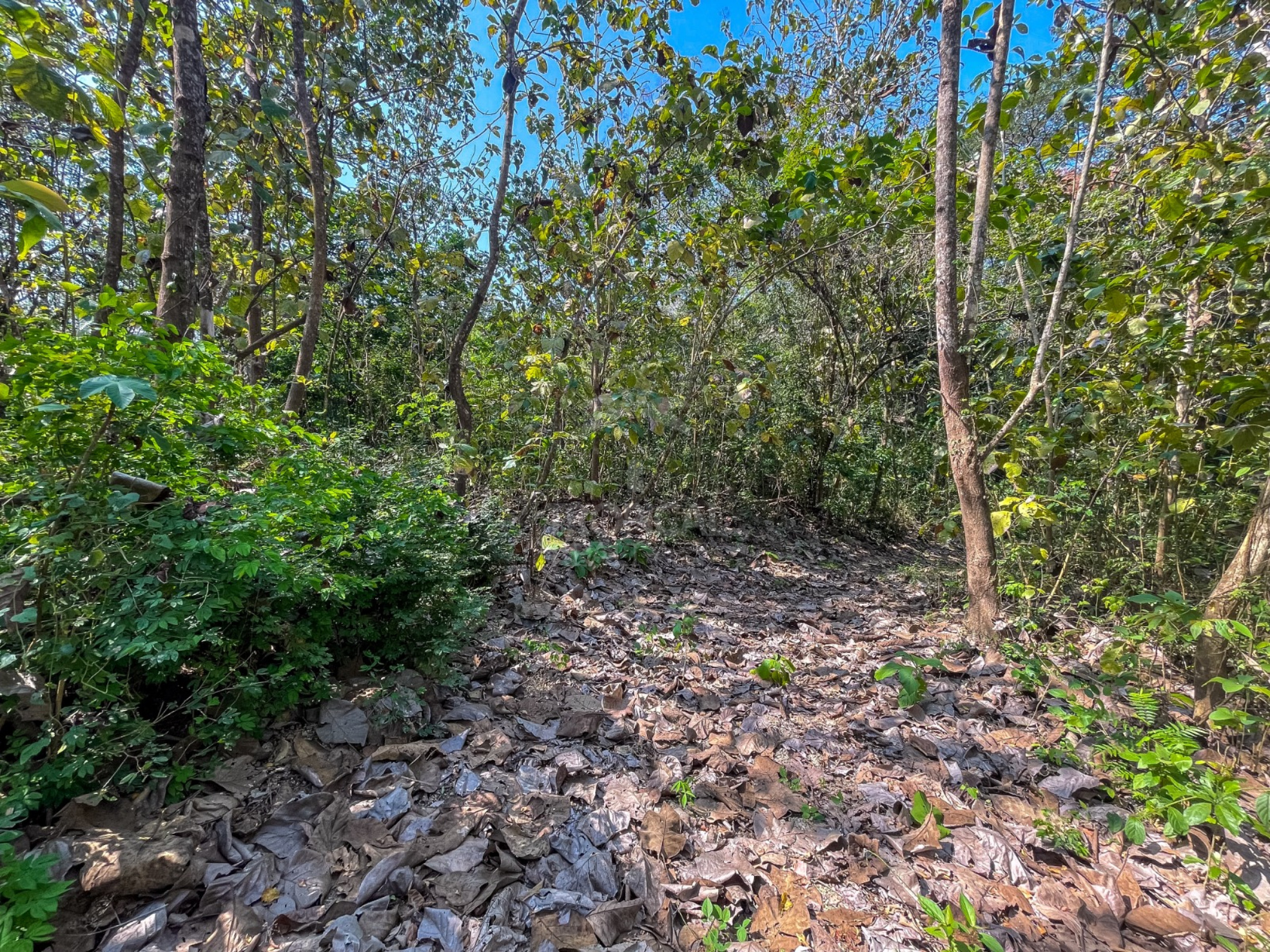 5,328 m² Lot in Santiago Surrounded by Nature – Minutes from Playa Hermosa & Santa Teresa