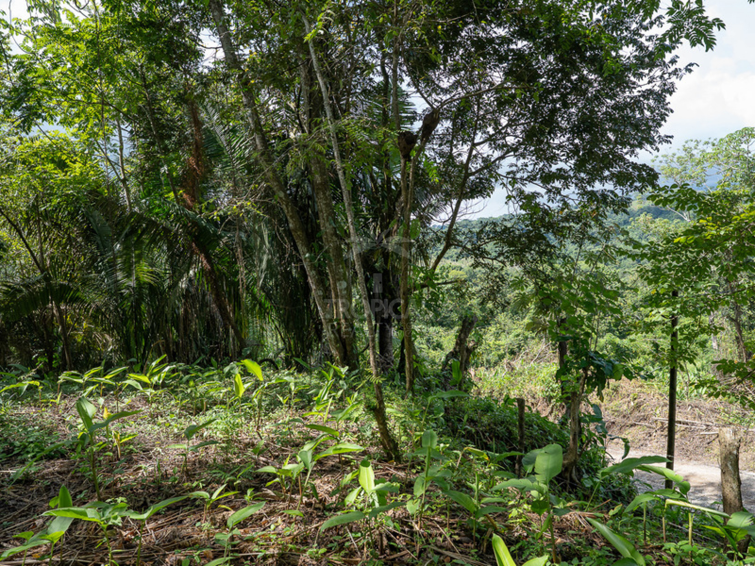 Commercial and Tourism Lot in Cabuya – Visibility, Nature, and Growth Potential