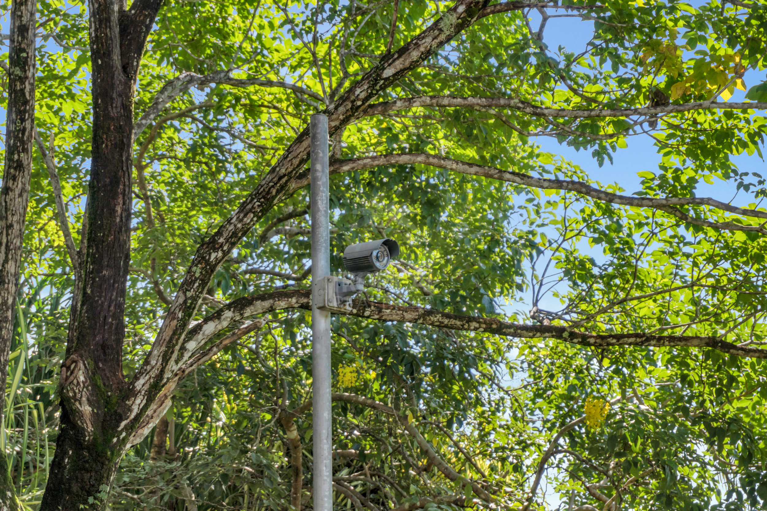 Modern Jungle Villa in Las Delicias – Santa Teresa