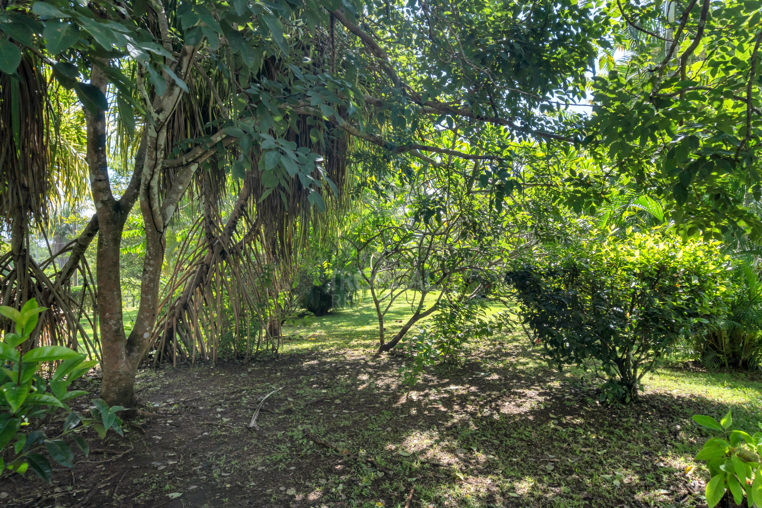 Modern Jungle Villa in Las Delicias – Santa Teresa
