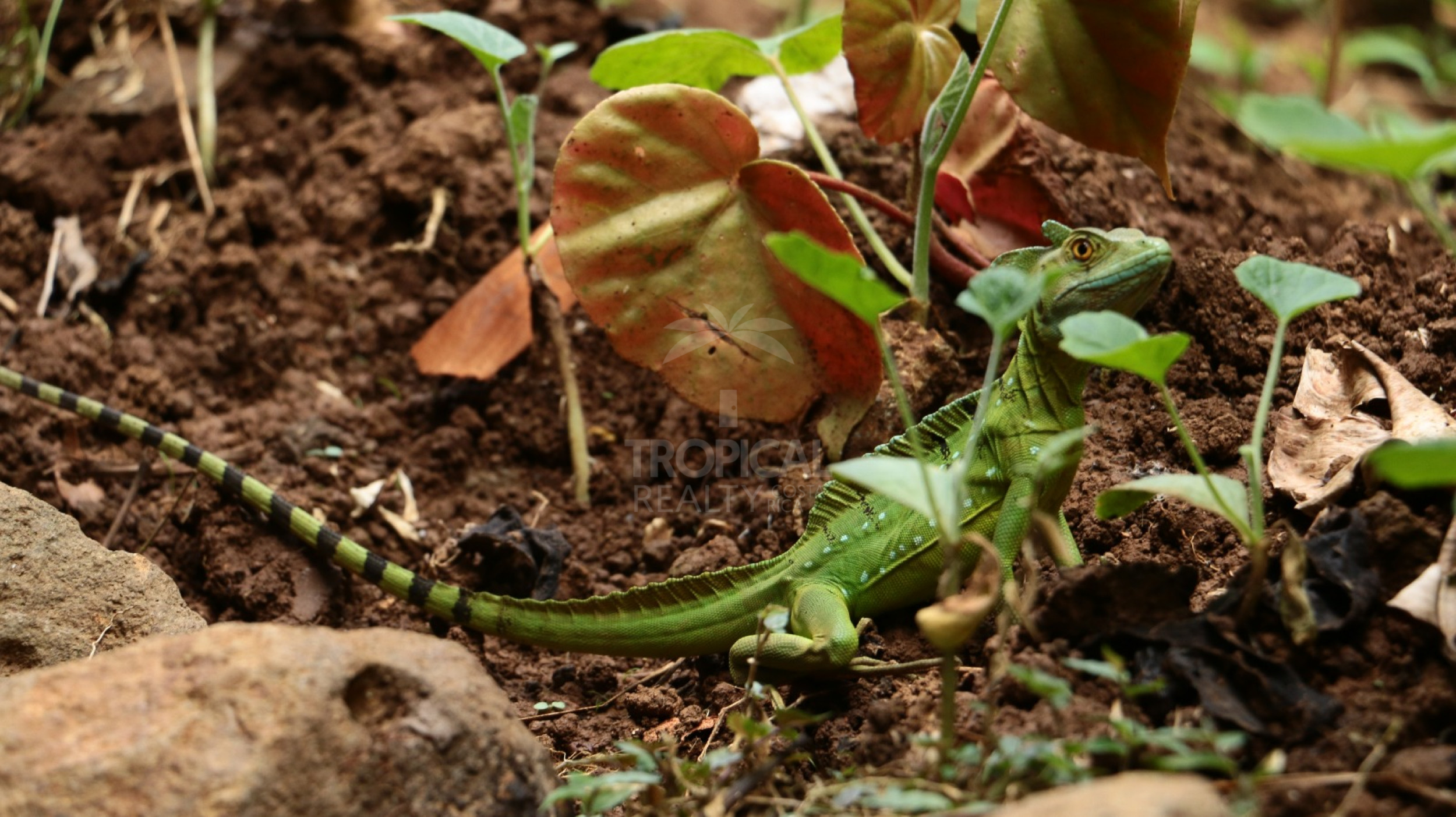 For Sale: Nature Lover’s Paradise in Sarapiquí – 24.7 Acres with Two Rivers | Bijagual, Heredia