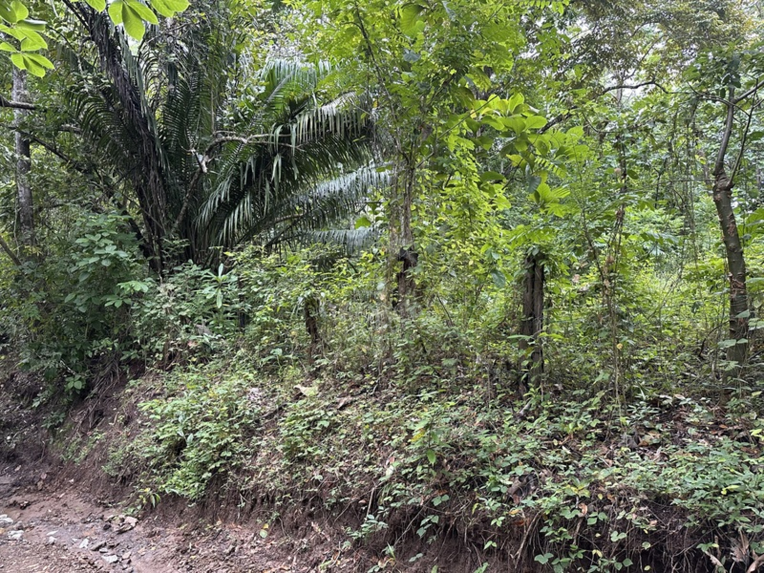 Exclusive Riverfront Lot Near the Beach in Manzanillo, Costa Rica