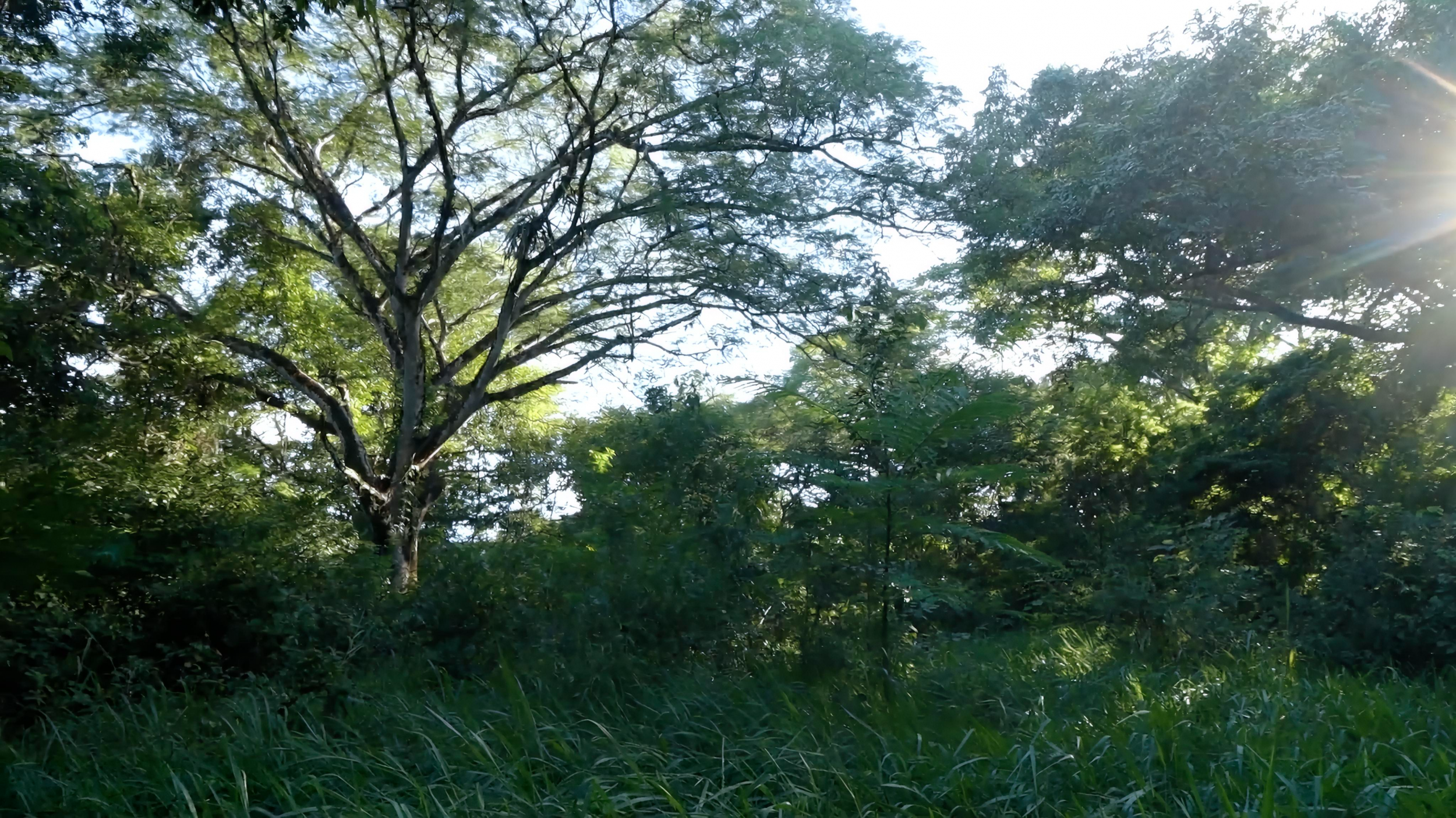 4.5-Hectare (11.27-Acre) Land for Sale in Curime, Nicoya | Rivers, Main Road Frontage & Blue Zone Living