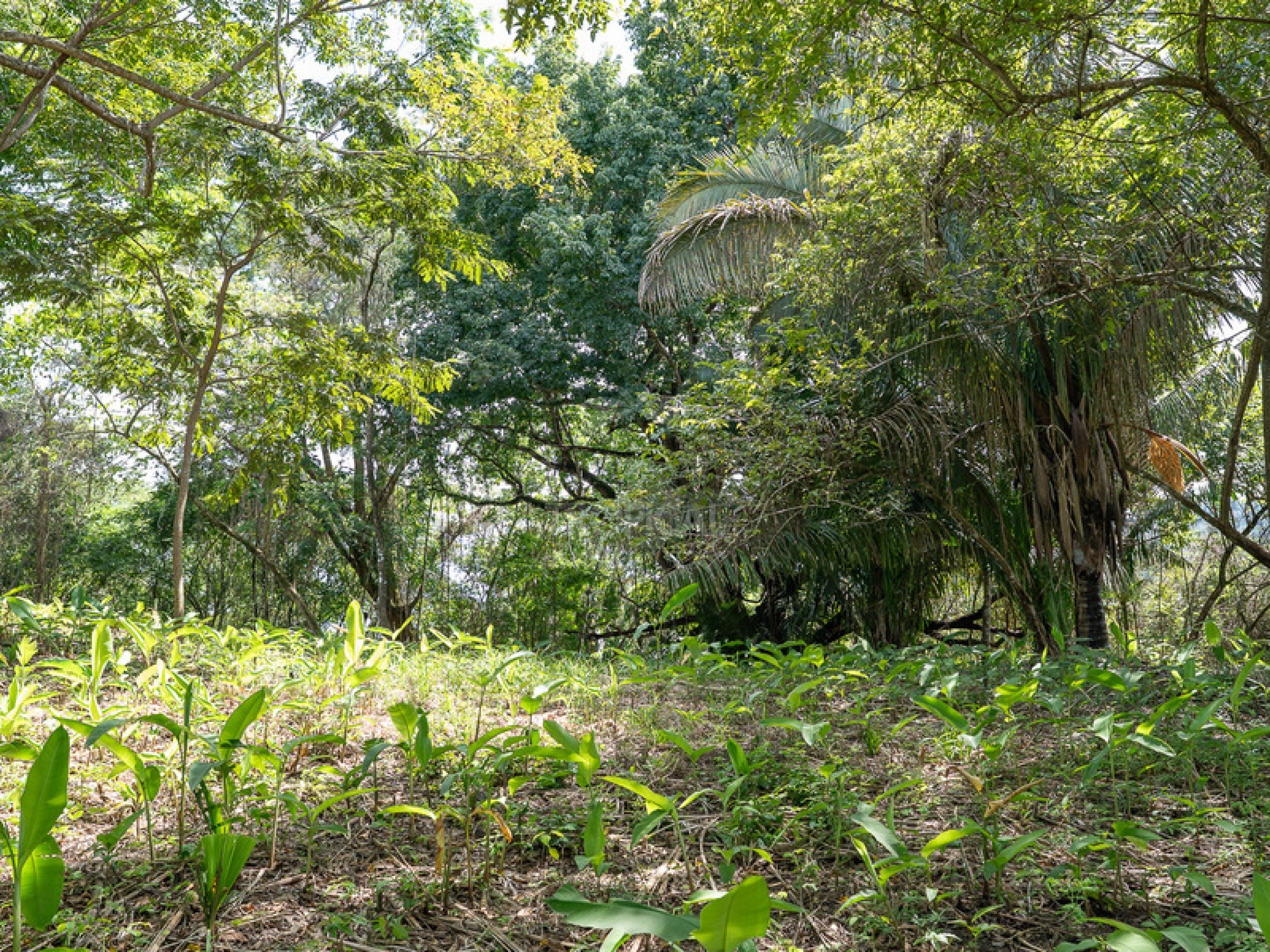 Commercial and Tourism Lot in Cabuya – Visibility, Nature, and Growth Potential