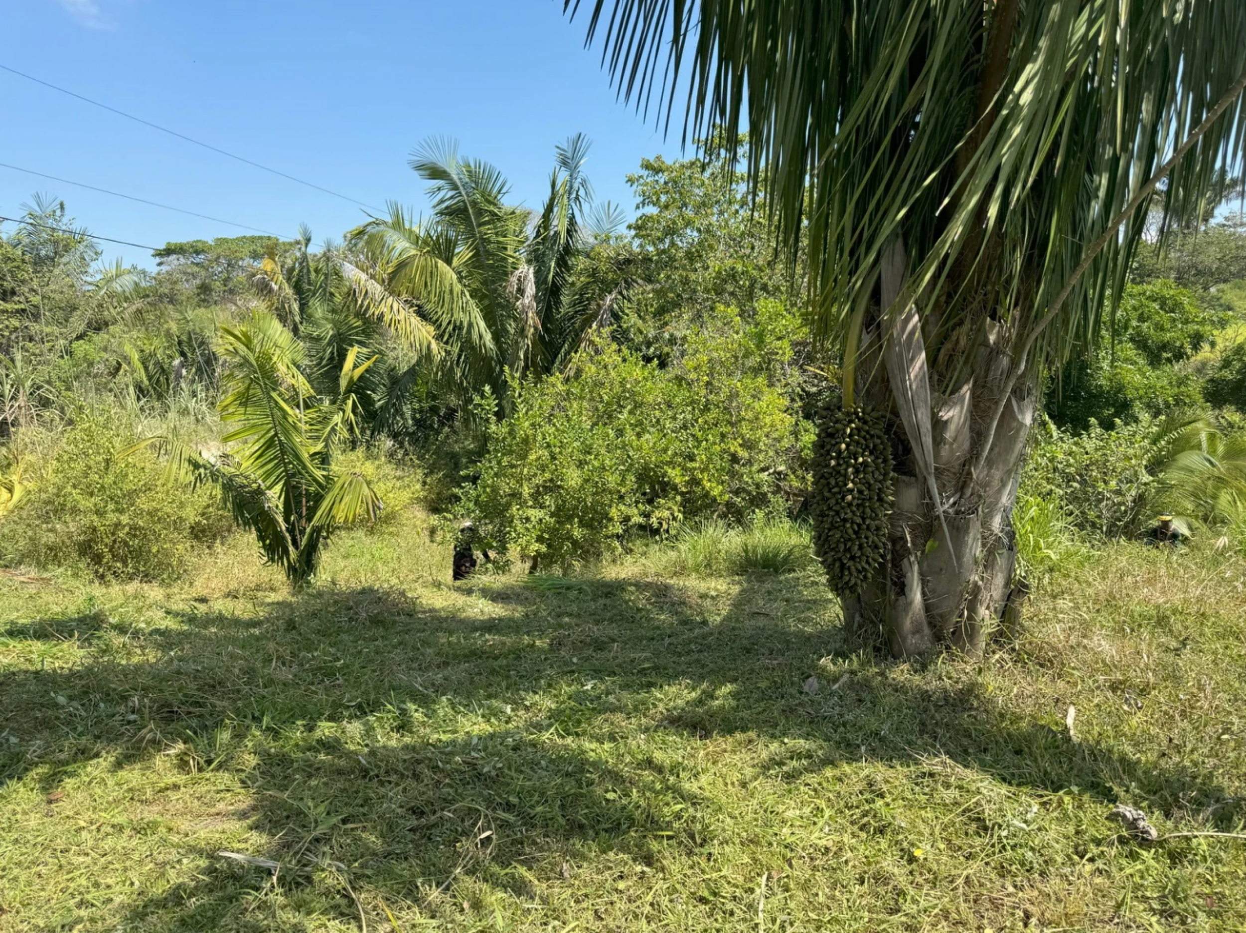 Regenerative Community Lot in San Isidro – Nature & Conscious Living