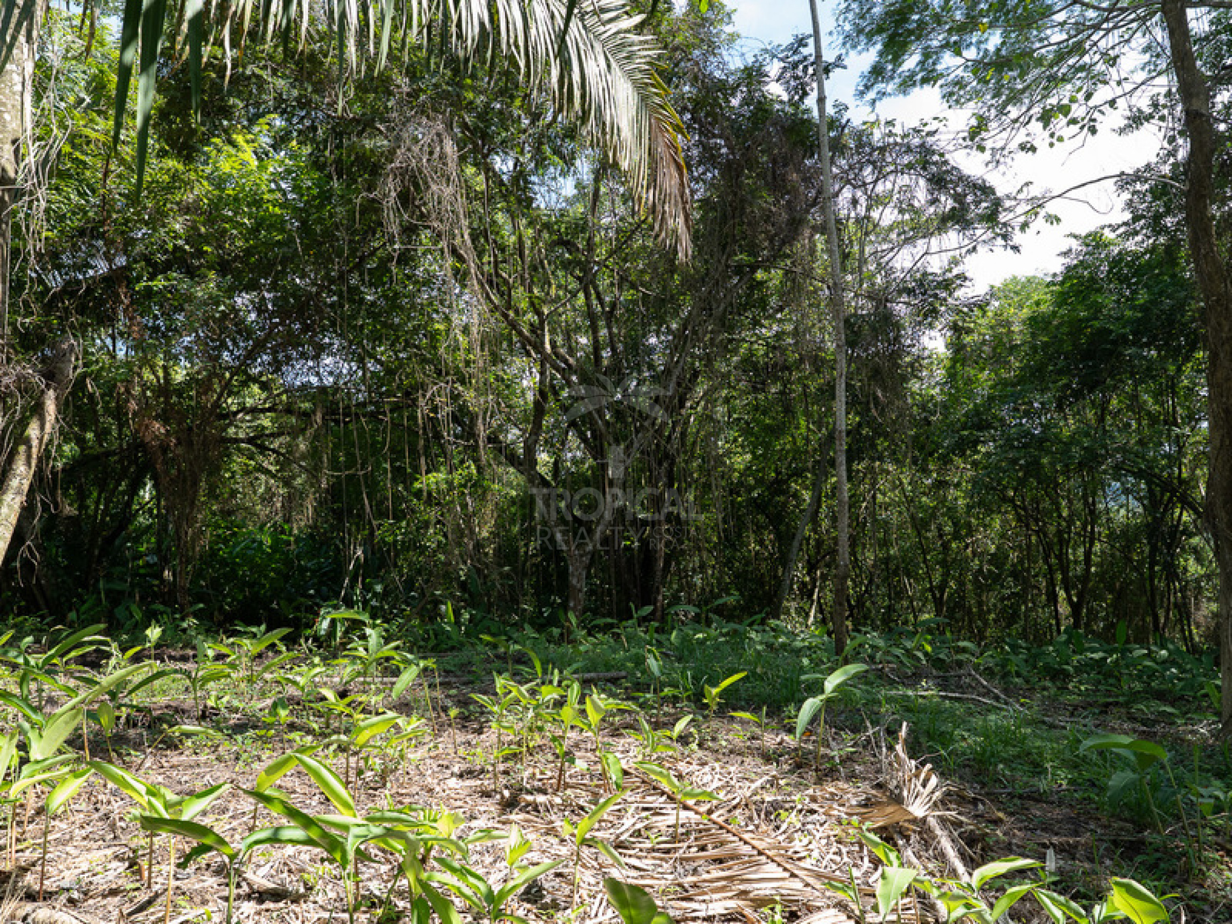 Commercial and Tourism Lot in Cabuya – Visibility, Nature, and Growth Potential
