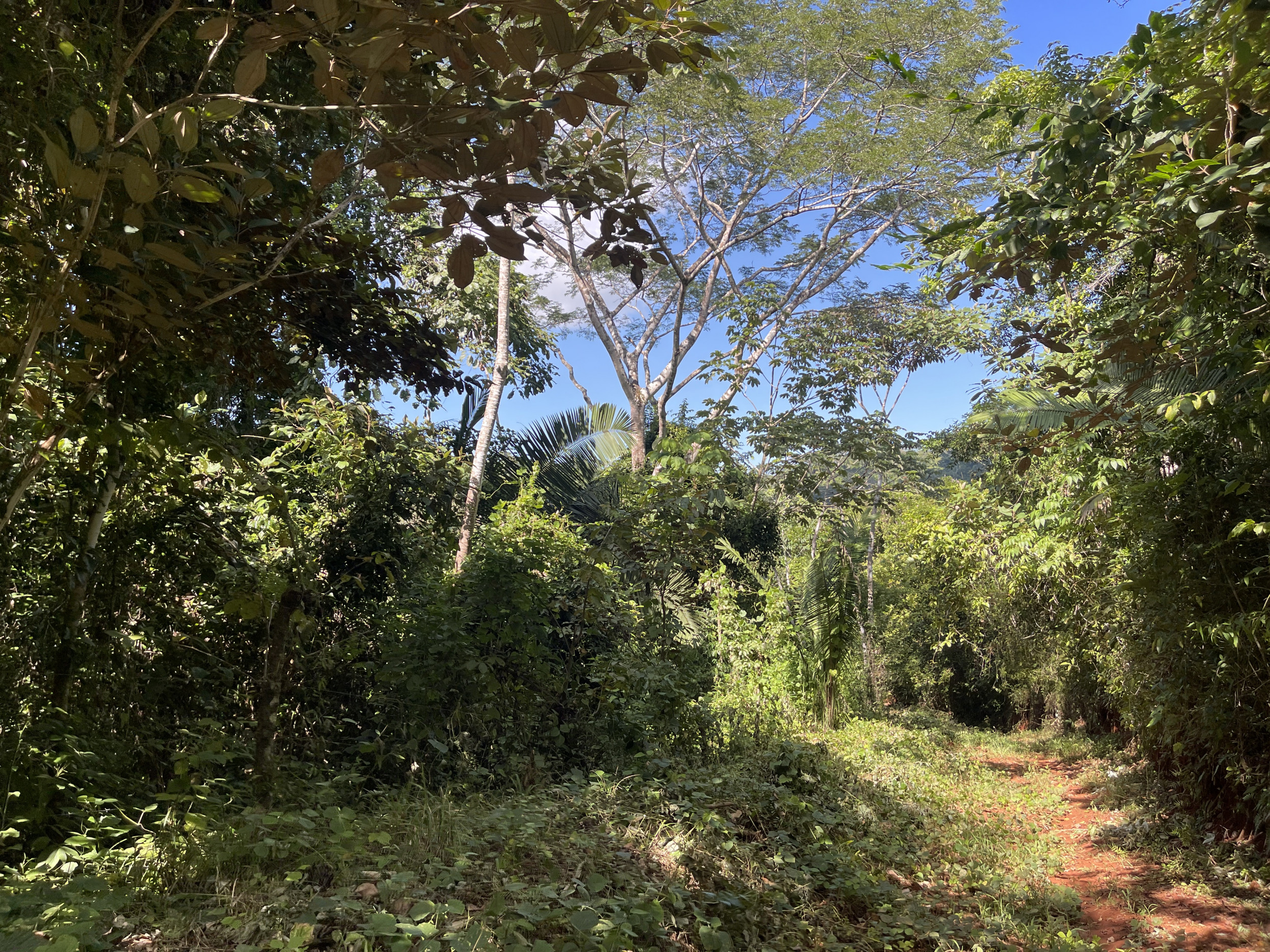 Spectacular Farm for Sale in Cobano, Puntarenas: Ocean Views to Santa Teresa, Lush Nature, and Included Waterfall