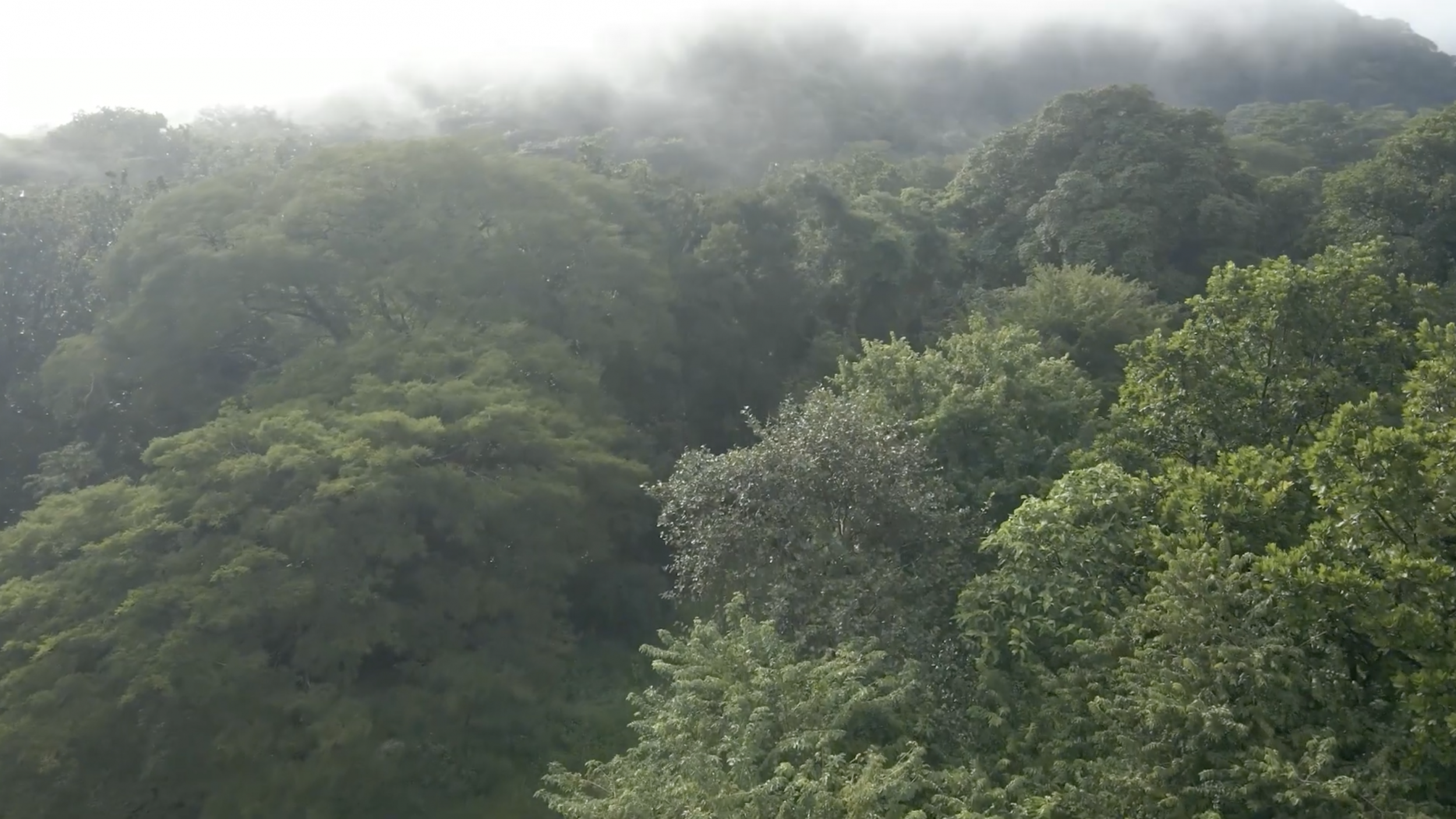 4.5-Hectare (11.27-Acre) Land for Sale in Curime, Nicoya | Rivers, Main Road Frontage & Blue Zone Living