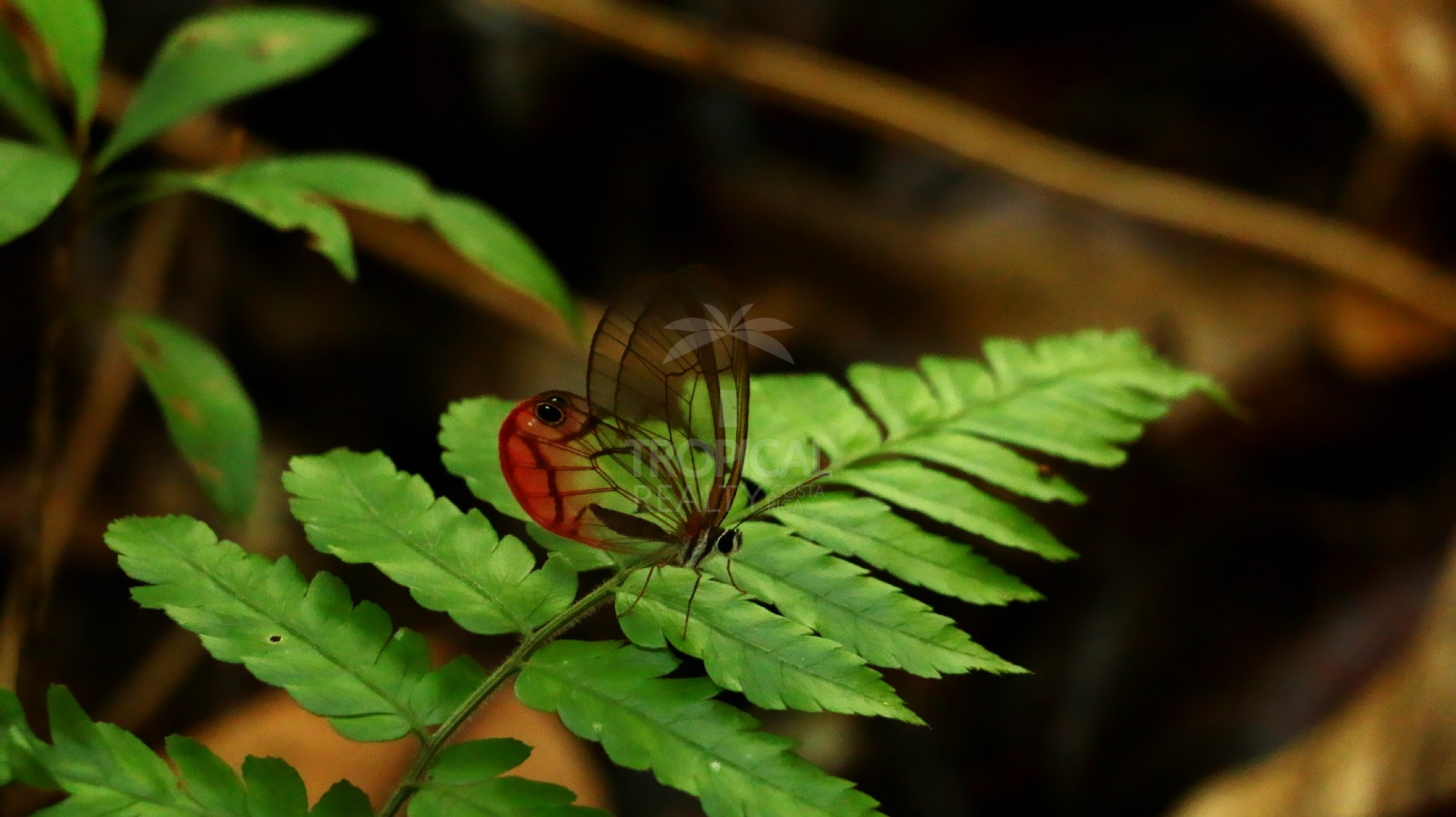 For Sale: Nature Lover’s Paradise in Sarapiquí – 24.7 Acres with Two Rivers | Bijagual, Heredia