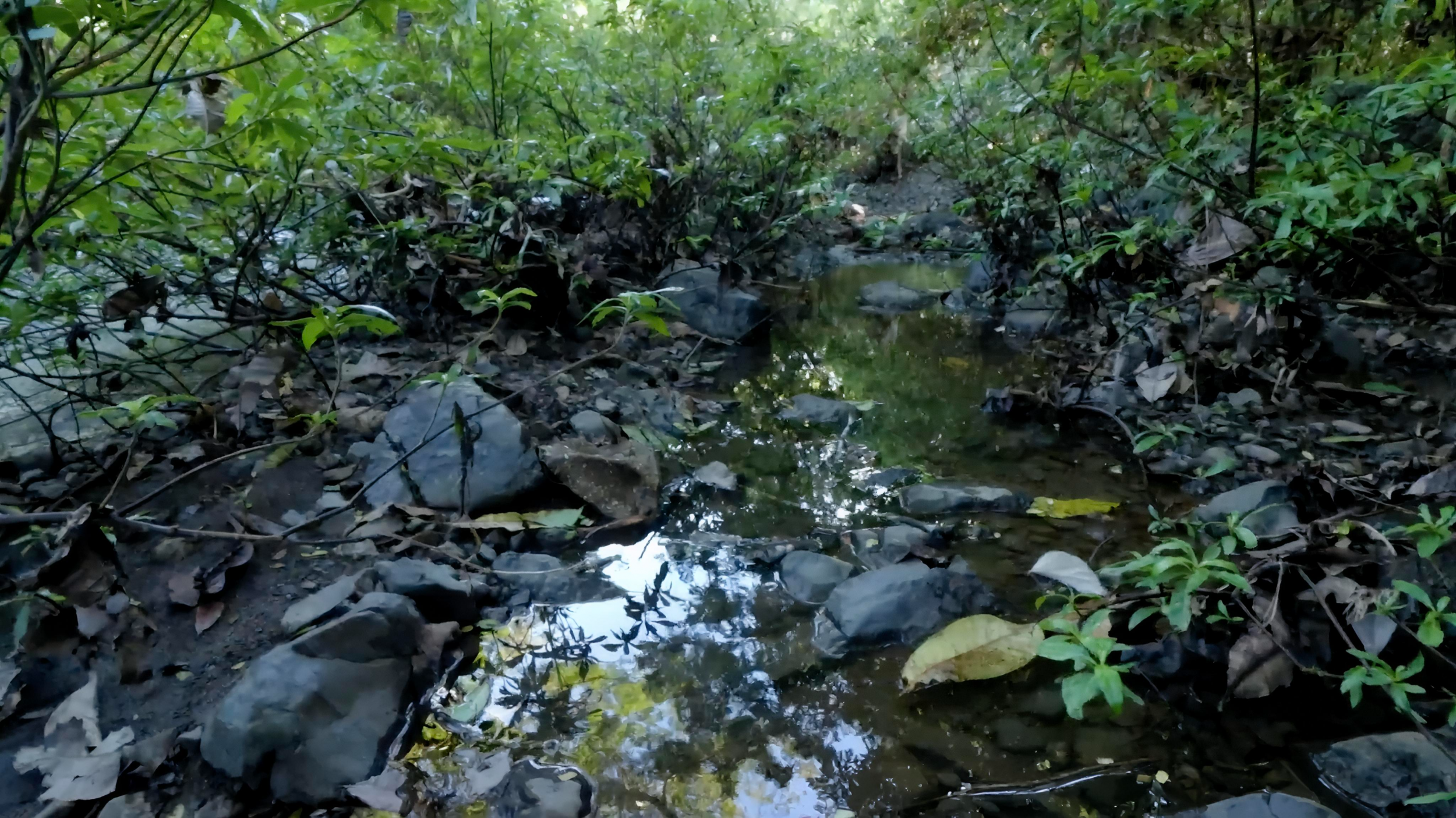 4.5-Hectare (11.27-Acre) Land for Sale in Curime, Nicoya | Rivers, Main Road Frontage & Blue Zone Living