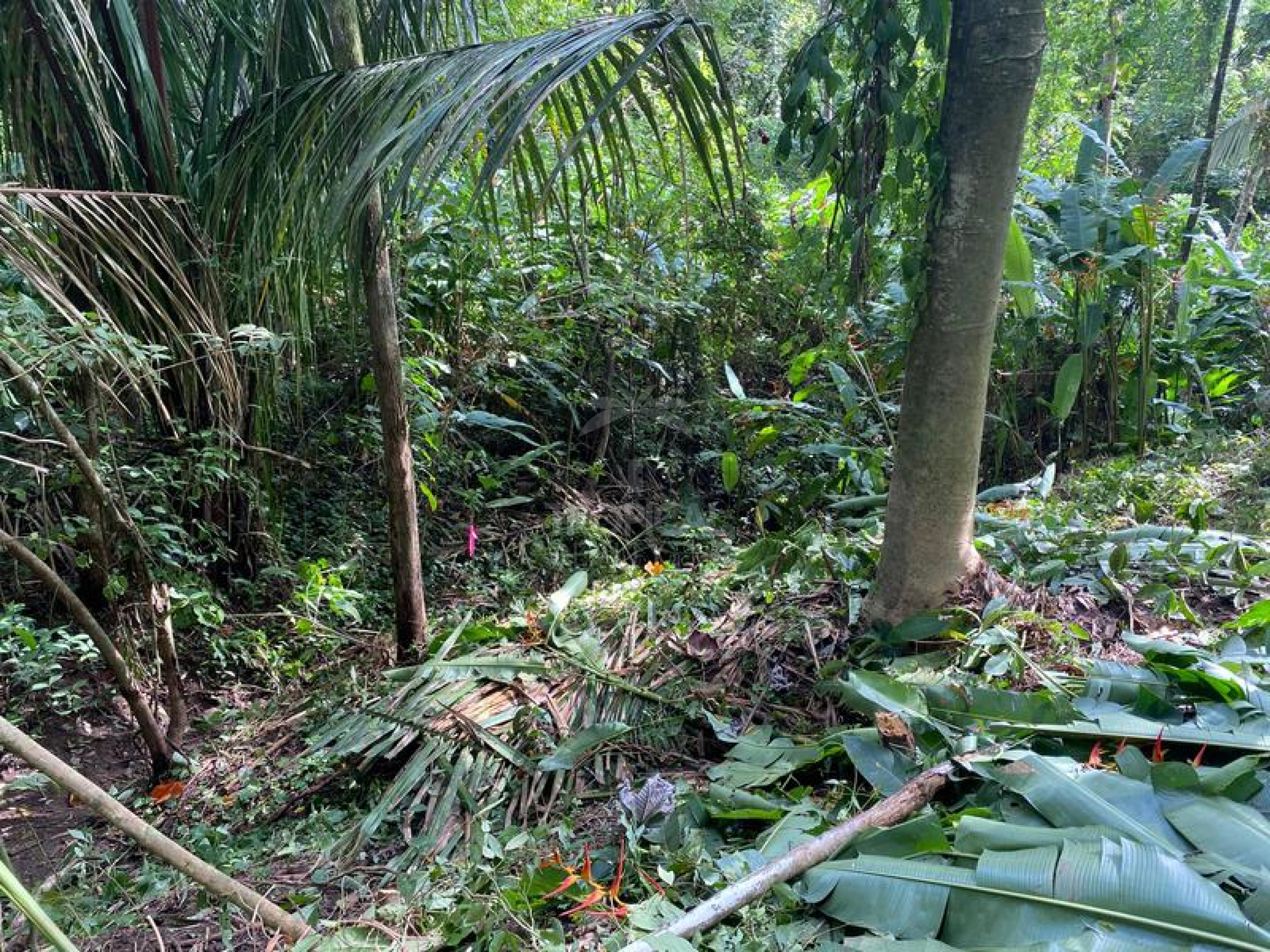 Strategic Commercial Lot in Cabuya – High Visibility and Outstanding Development Potential