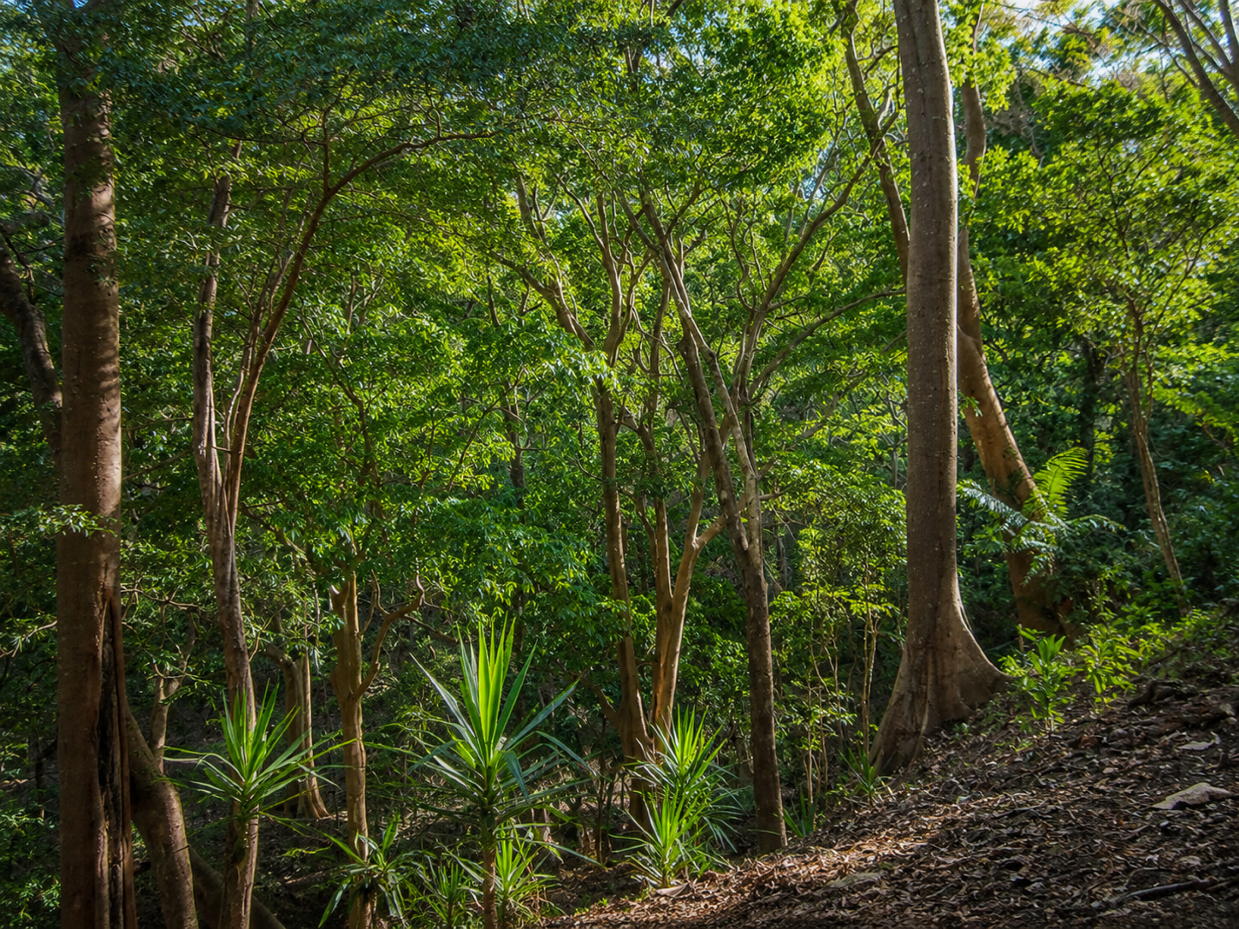 95-Acre Farm for Sale in Vainilla, Tambor – Nature, Agriculture & Development Opportunity