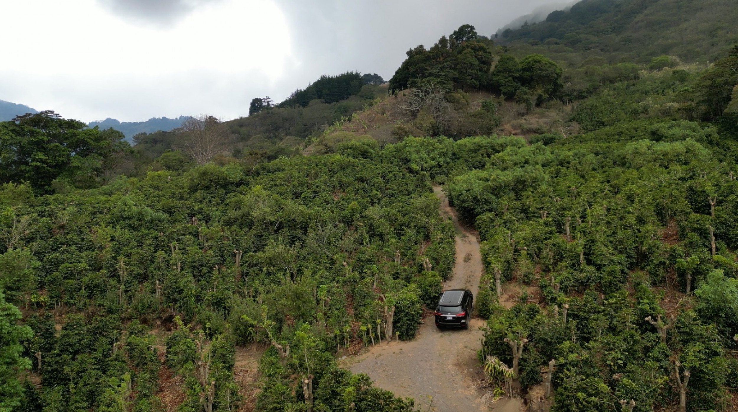Coffe farm for Sale in Copey de Dota