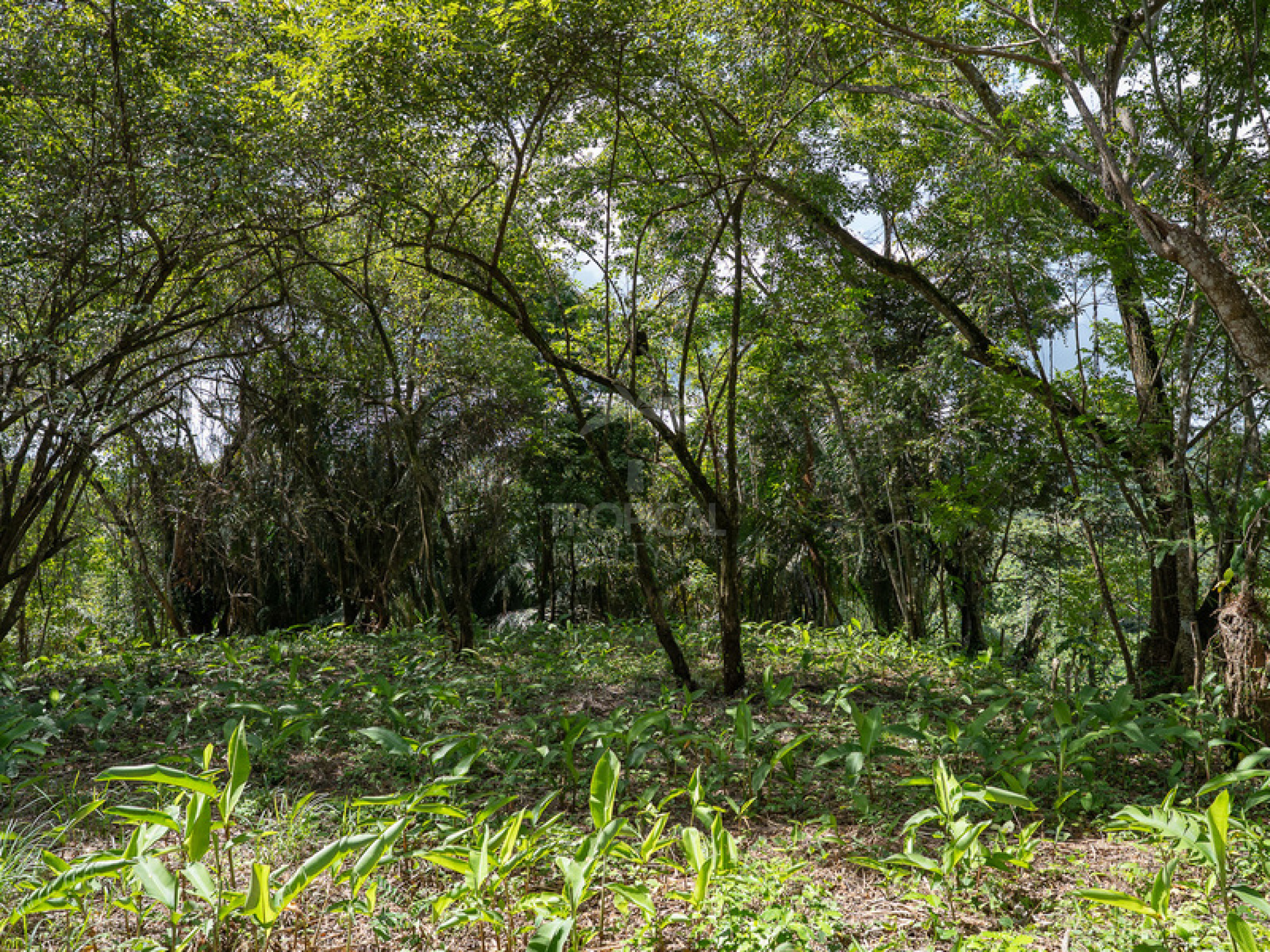 Commercial and Tourism Lot in Cabuya – Visibility, Nature, and Growth Potential