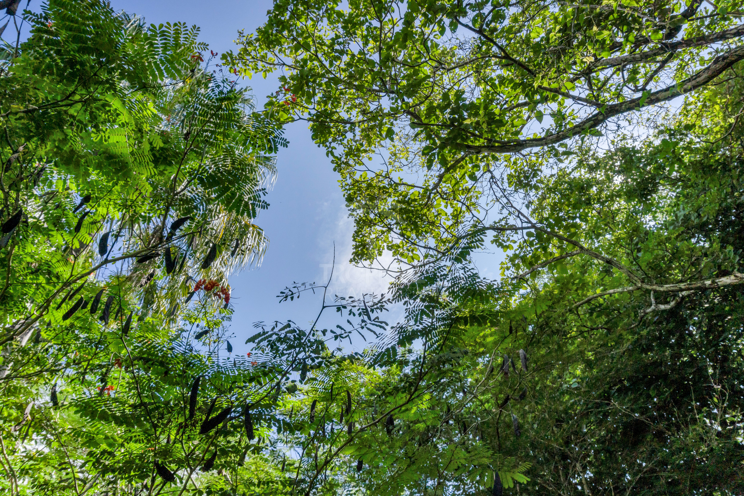 Modern Jungle Villa in Las Delicias – Santa Teresa