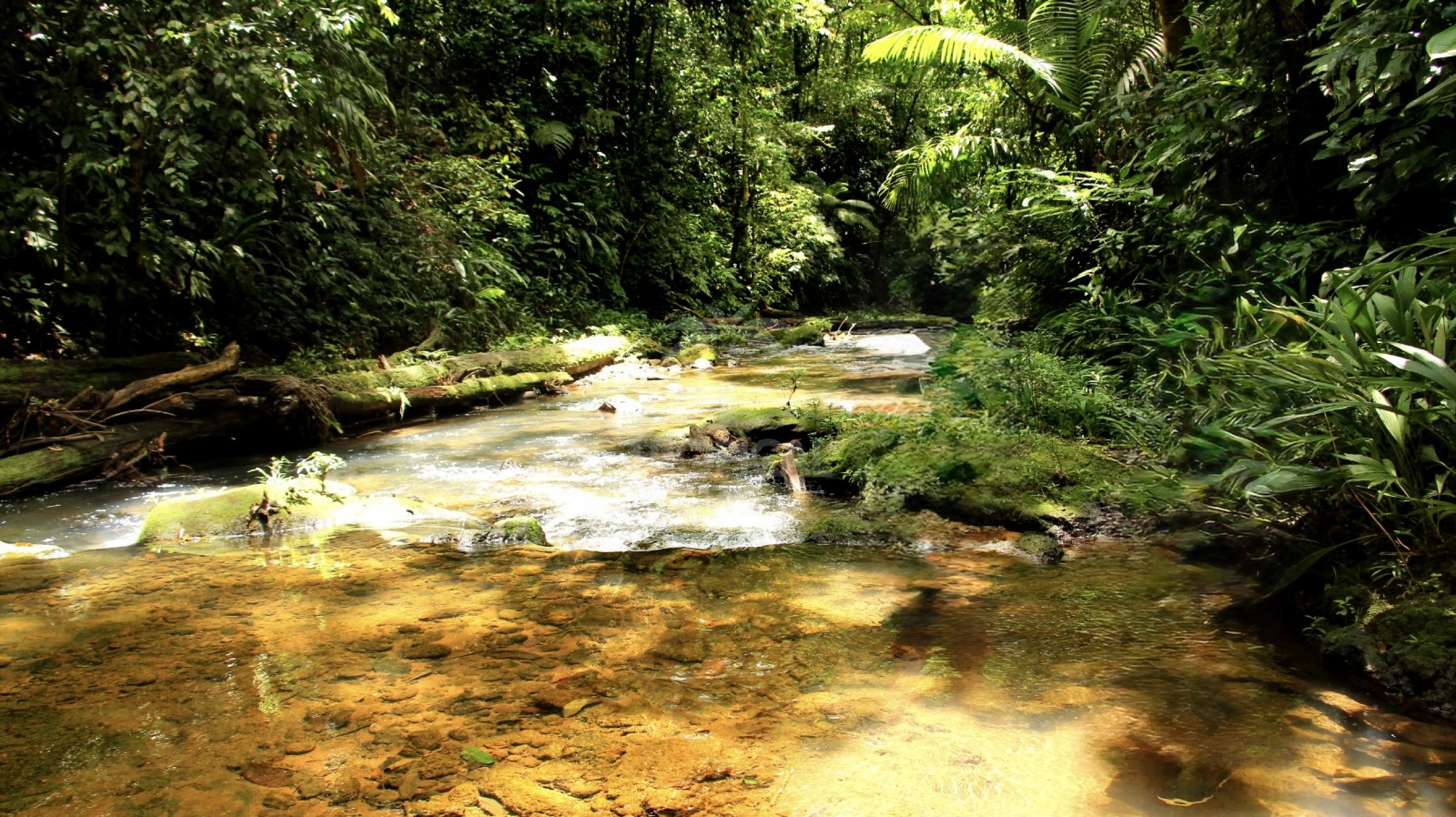 For Sale: Nature Lover’s Paradise in Sarapiquí – 24.7 Acres with Two Rivers | Bijagual, Heredia