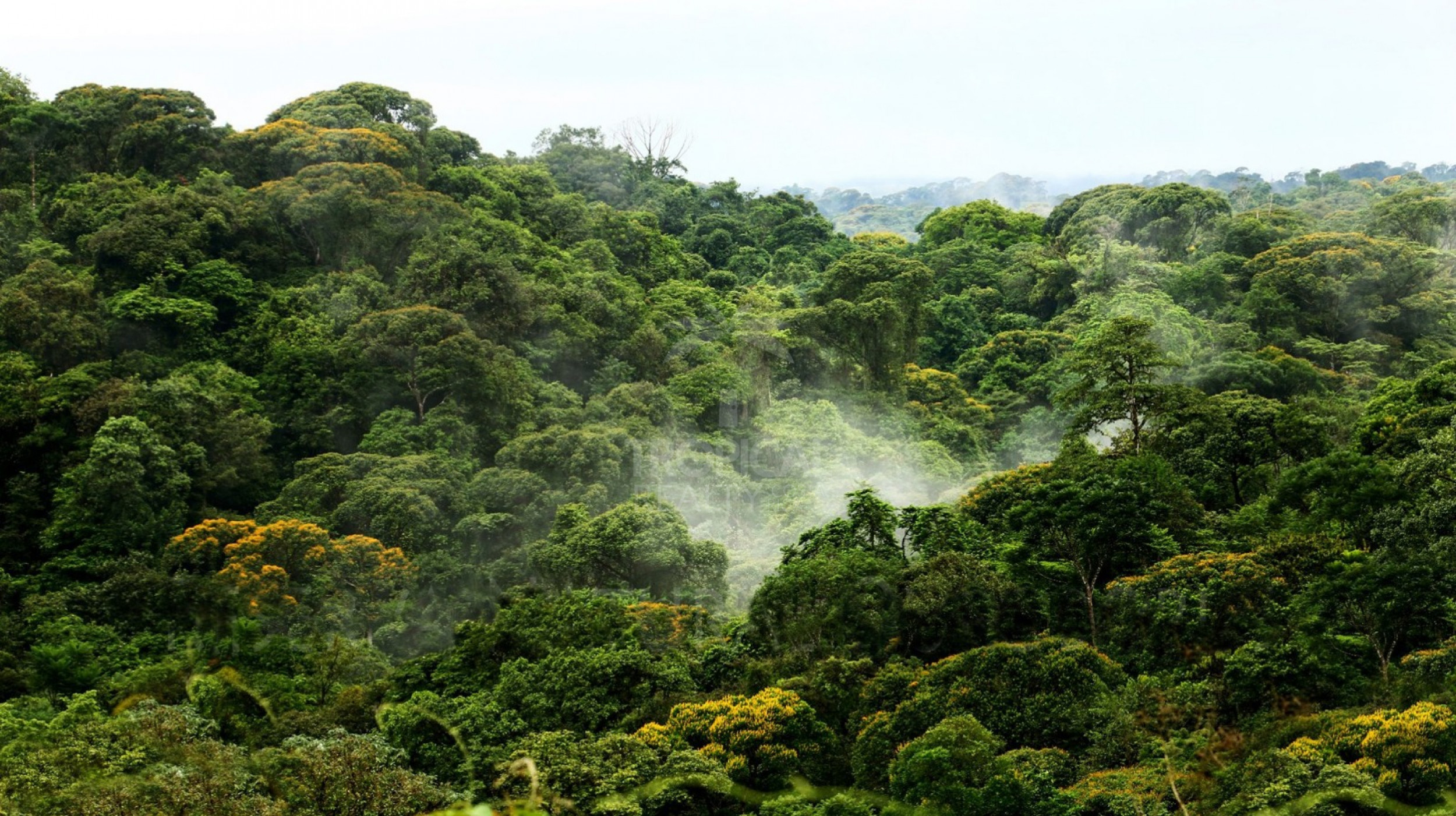 For Sale: Nature Lover’s Paradise in Sarapiquí – 24.7 Acres with Two Rivers | Bijagual, Heredia