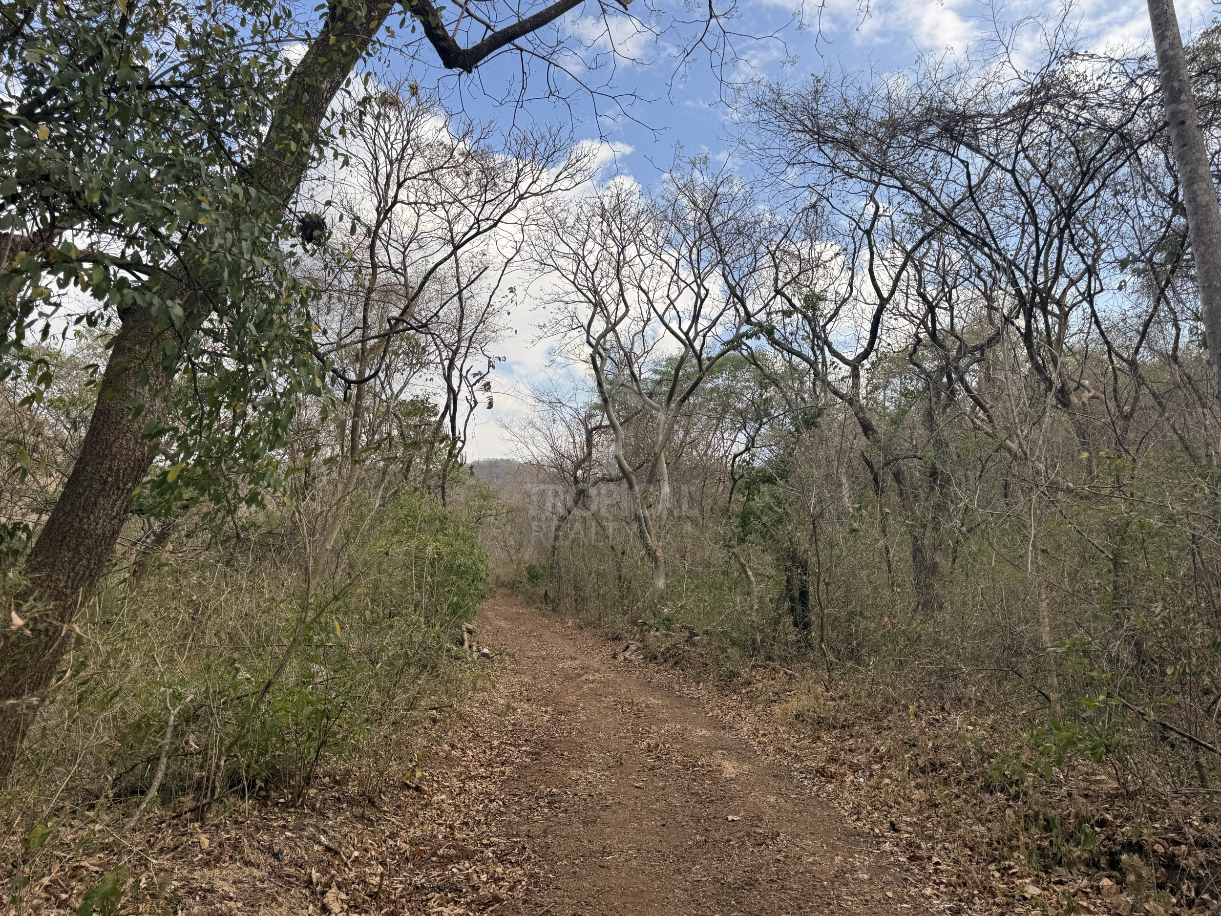 153-Hectare Ranch for Sale in Santa Cruz, Guanacaste – Natural Springs, Forest & Development Potential | $1,000,000
