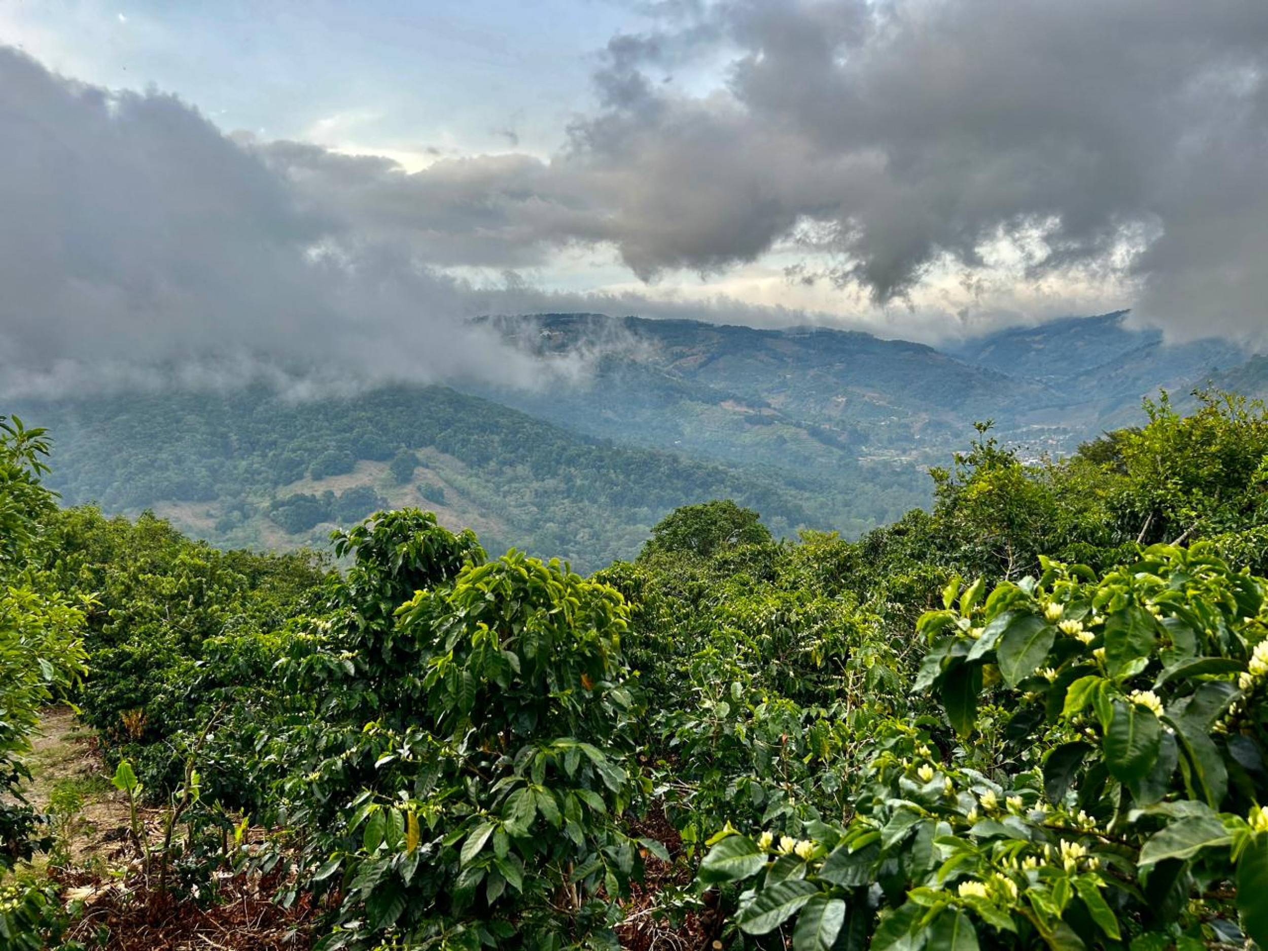 Coffe farm for Sale in Copey de Dota