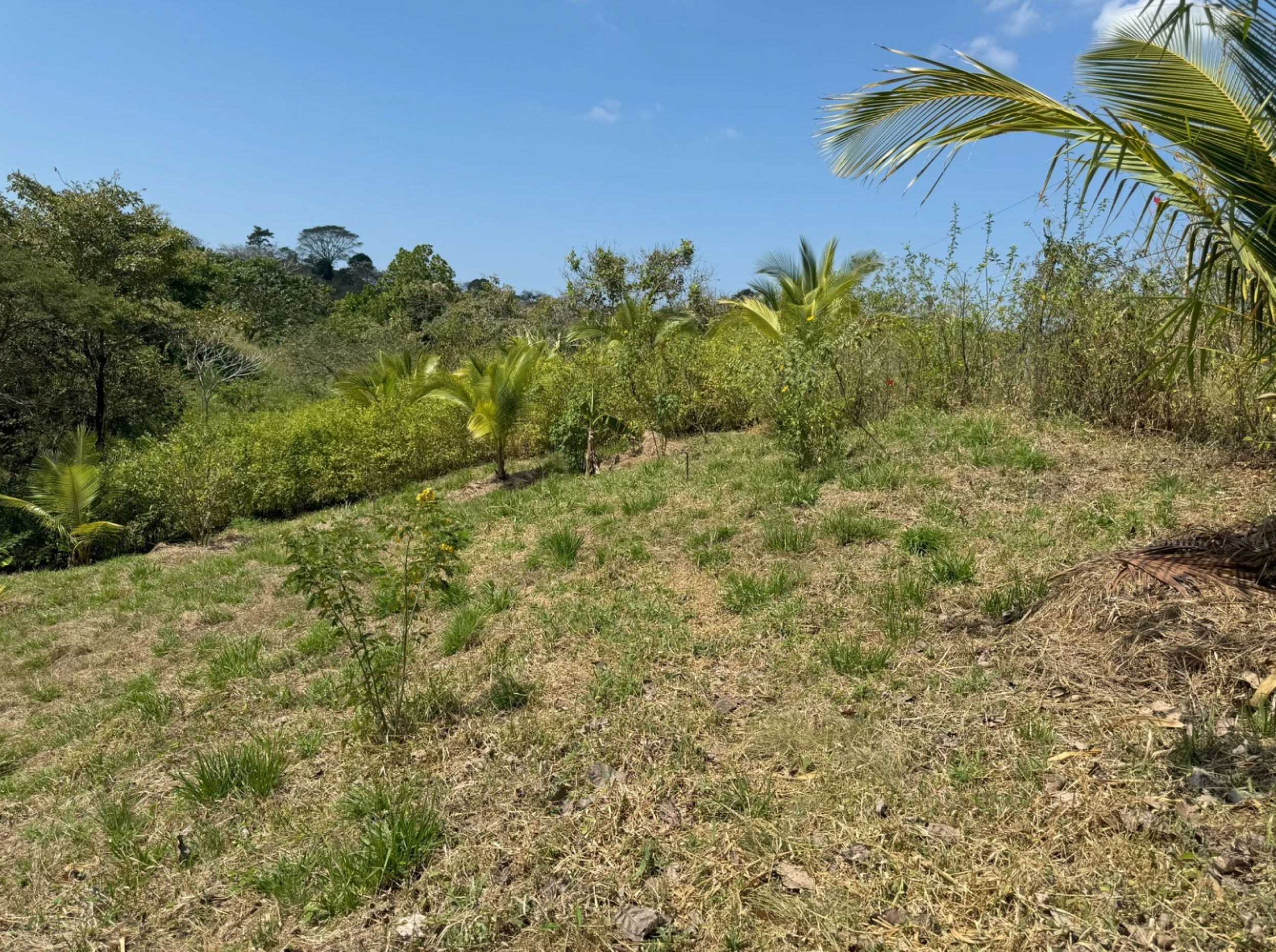 Regenerative Community Lot in San Isidro – Nature & Conscious Living