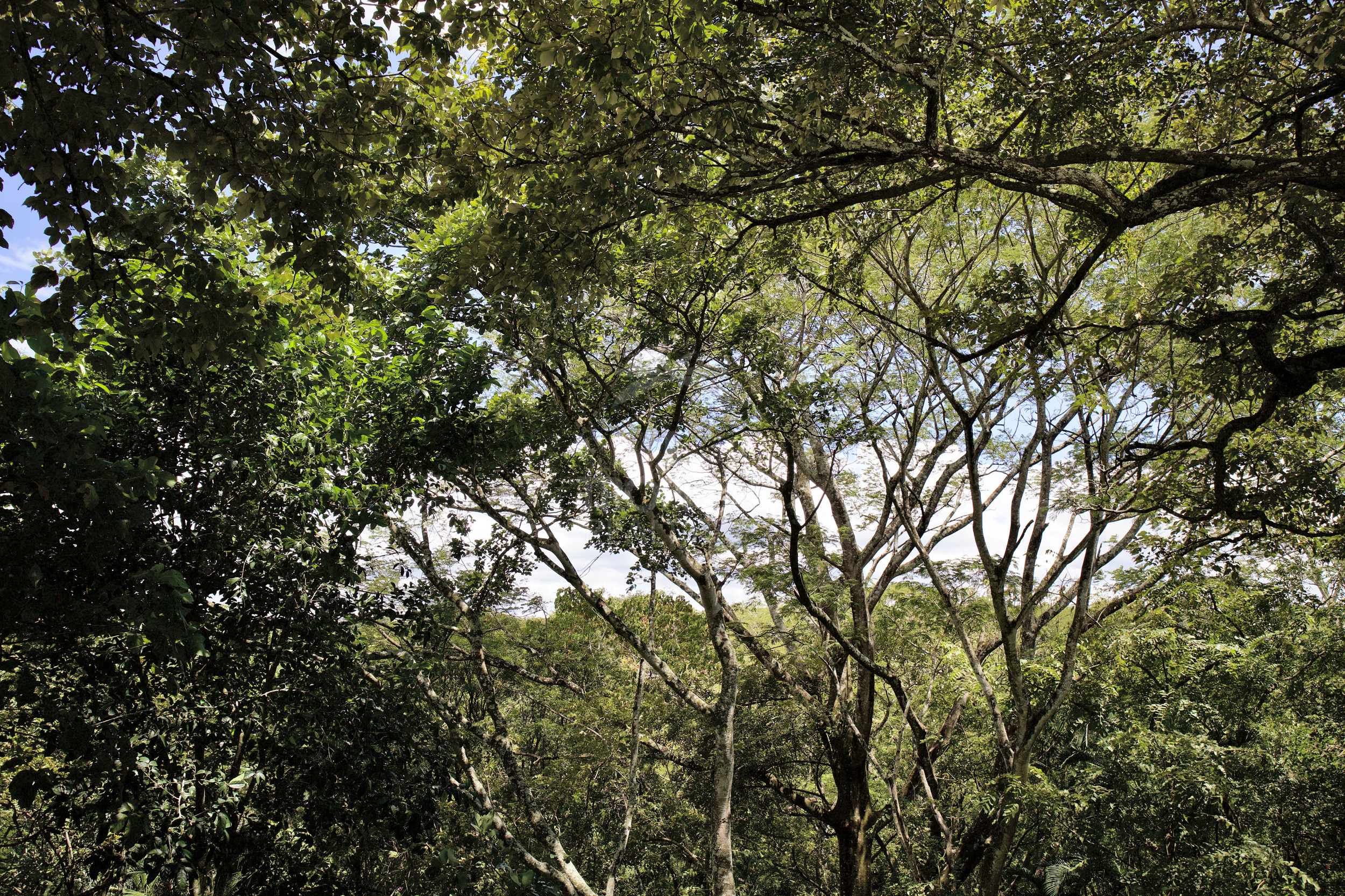 Finca Tropical Estate — Two Homes, an Organic Food Forest and Sunset Views in Ciudad Colón