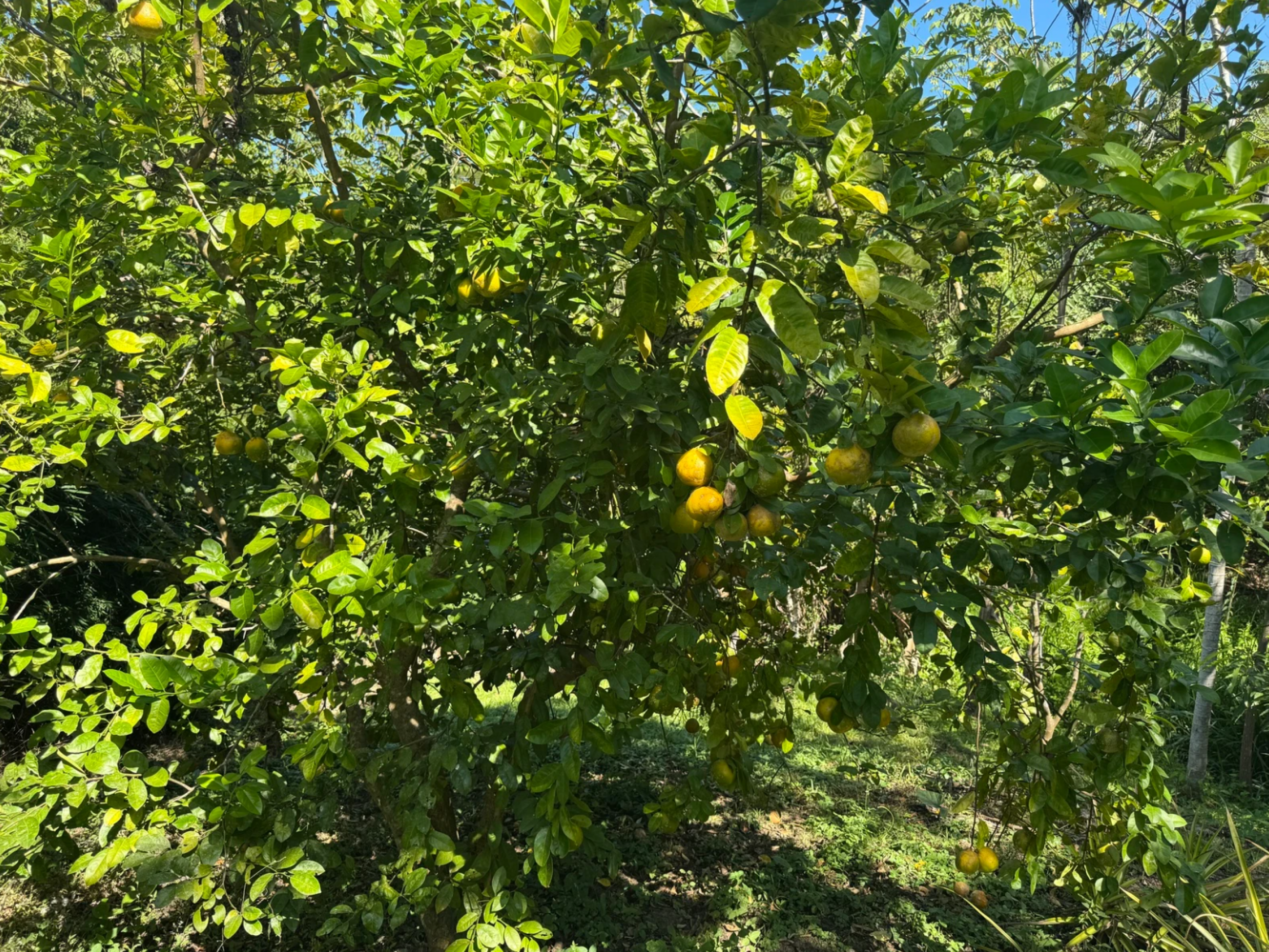 1,527 m² Lot in La Palmita – Nature & Close to Playa Hermosa