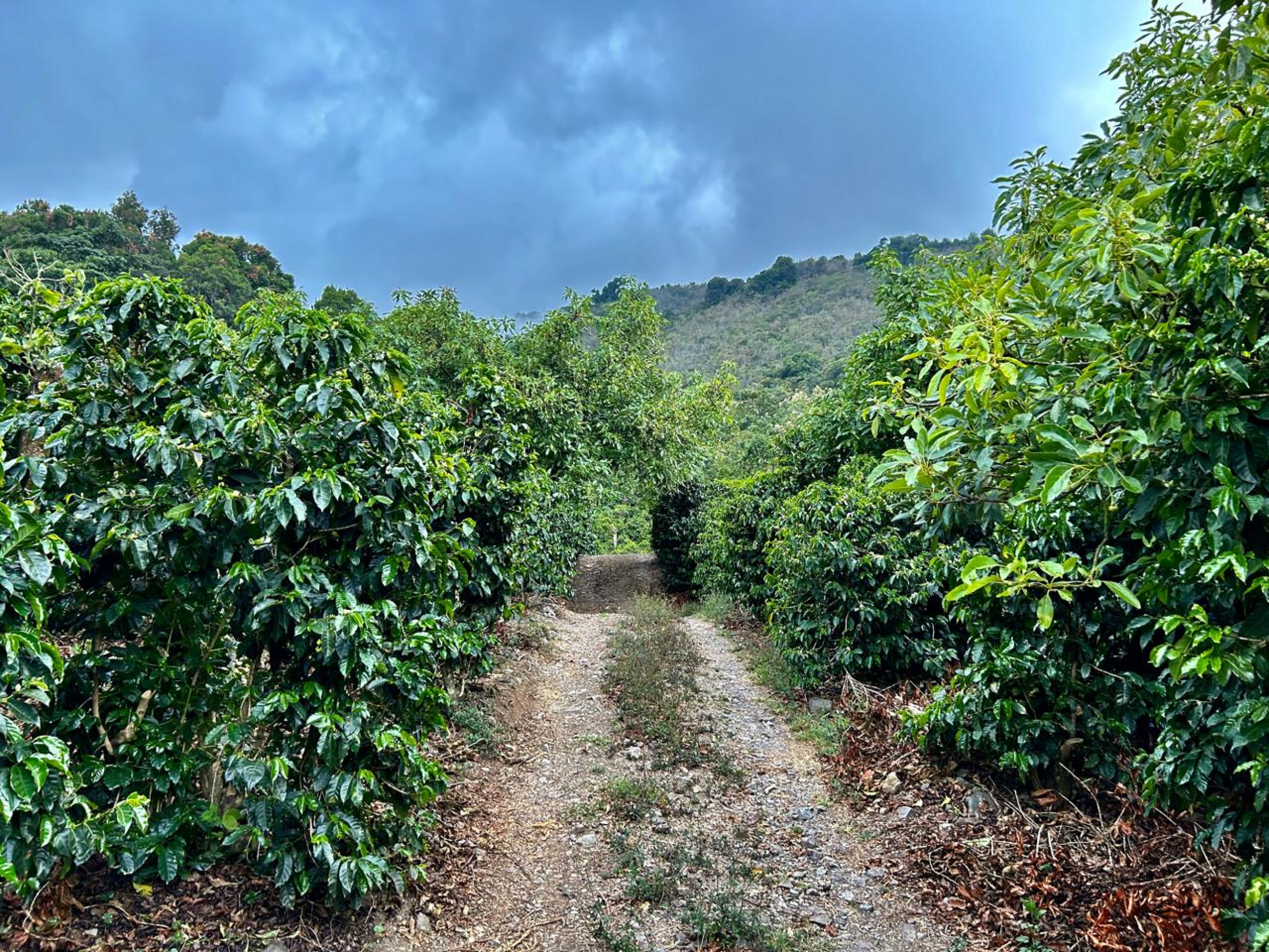 Coffe farm for Sale in Copey de Dota