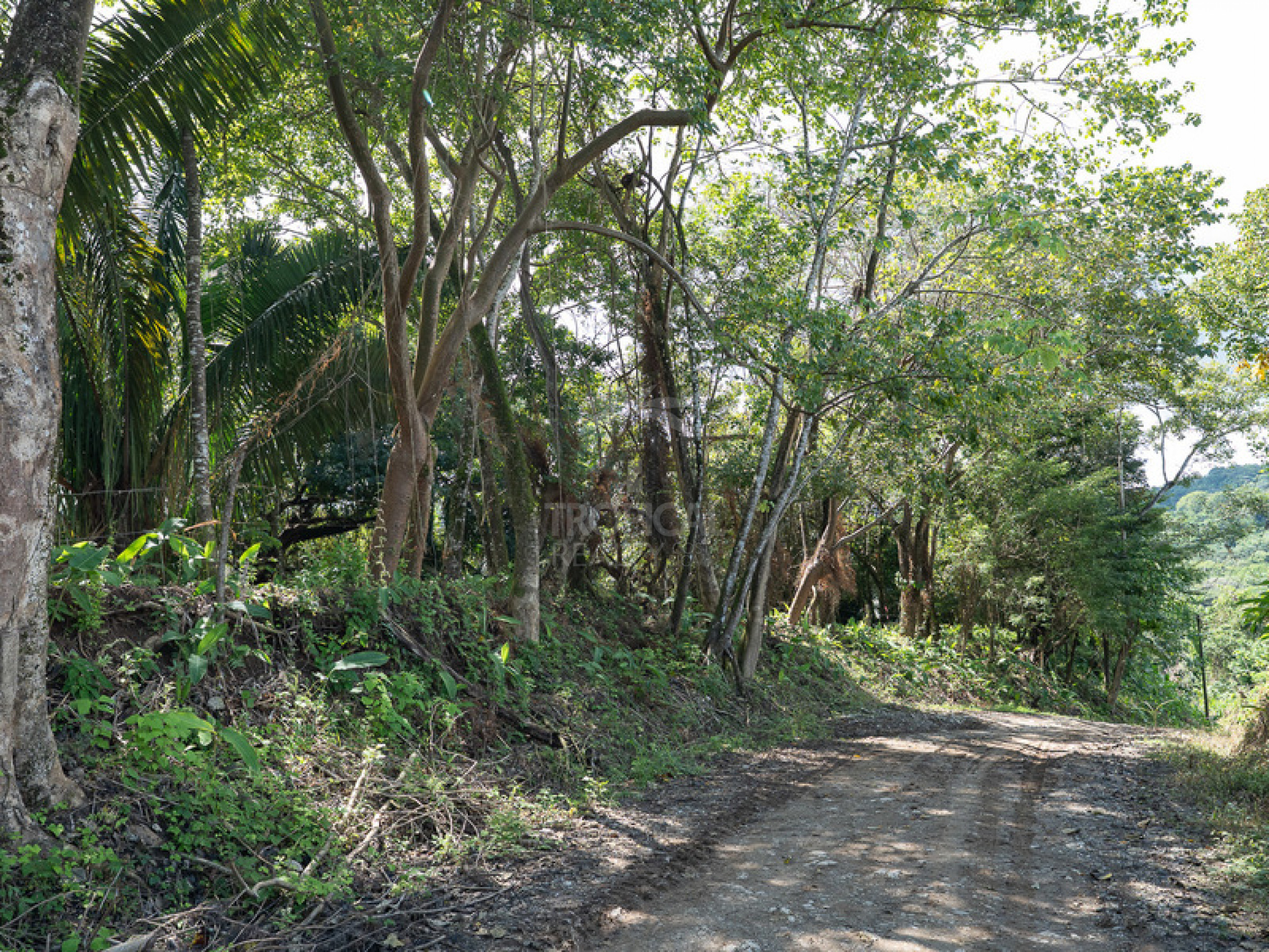 Commercial and Tourism Lot in Cabuya – Visibility, Nature, and Growth Potential