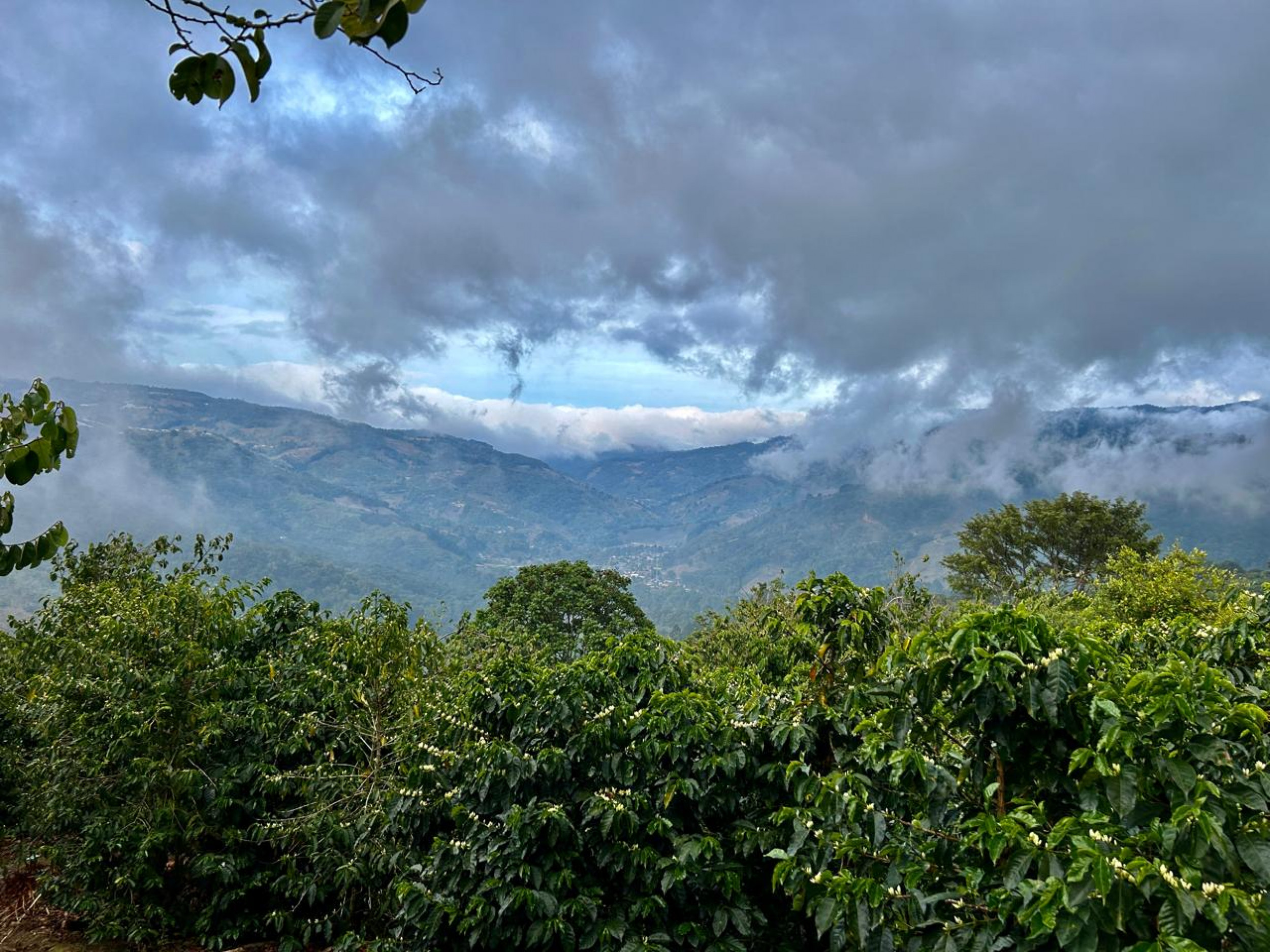 Coffe farm for Sale in Copey de Dota