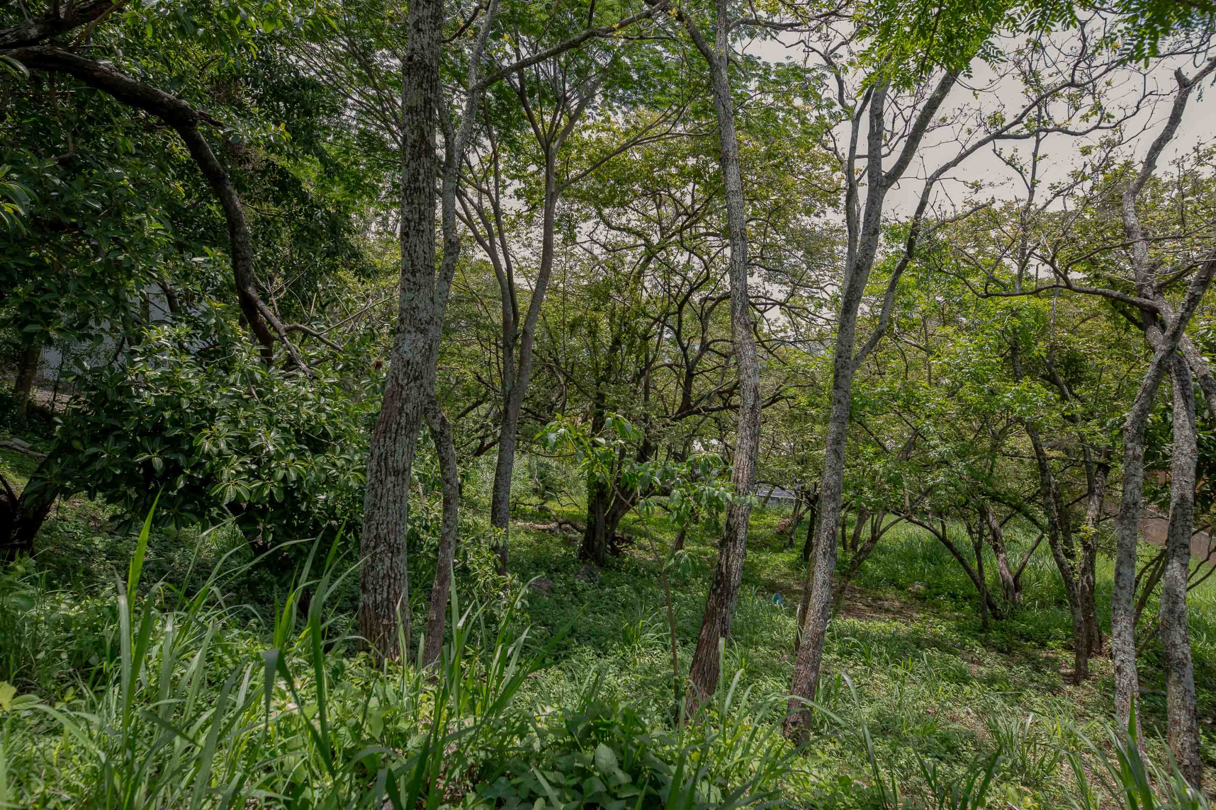 Residential Private Lush Lot in Rio Oro , Santa Ana