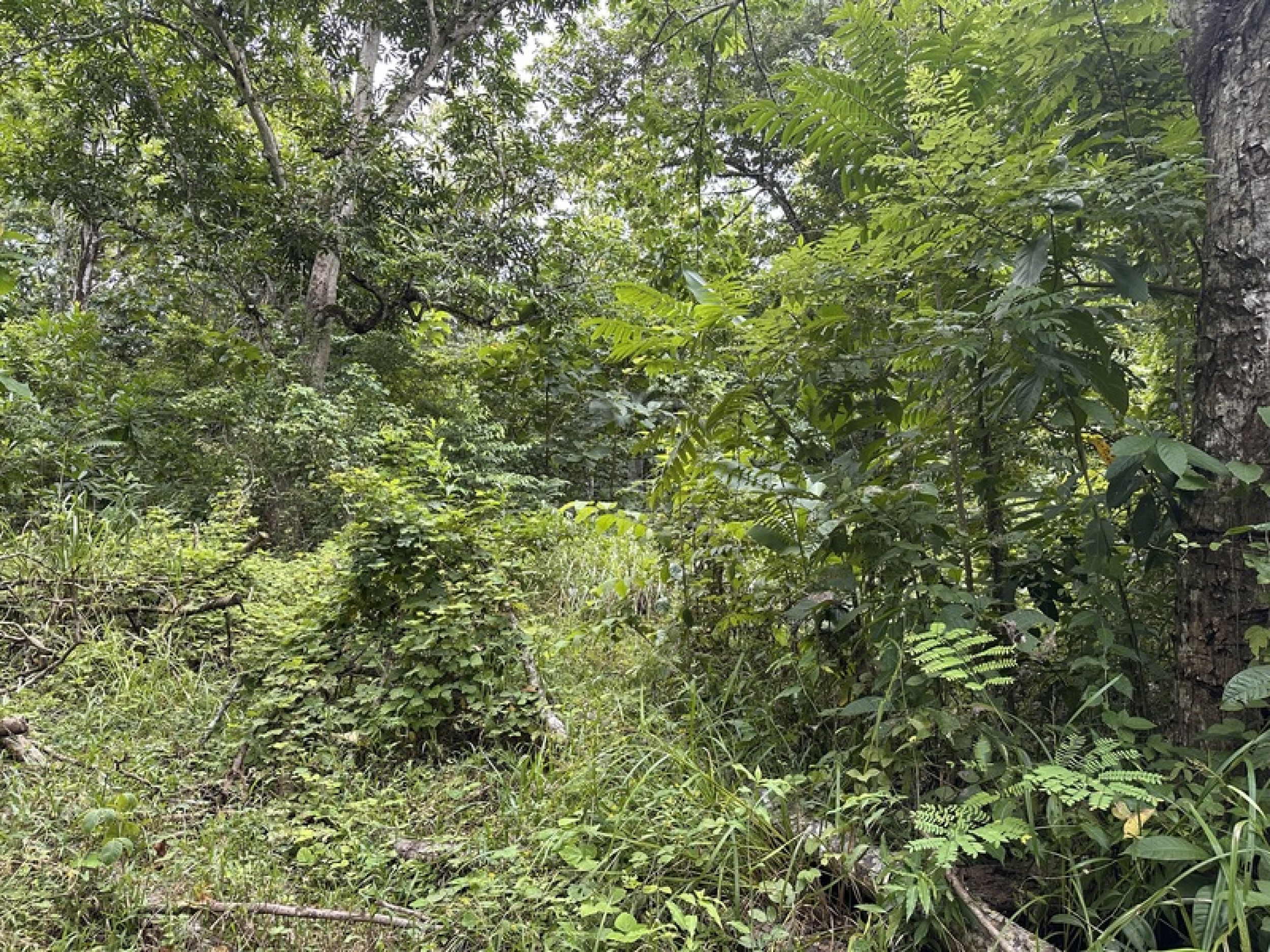 Exclusive Riverfront Lot Near the Beach in Manzanillo, Costa Rica