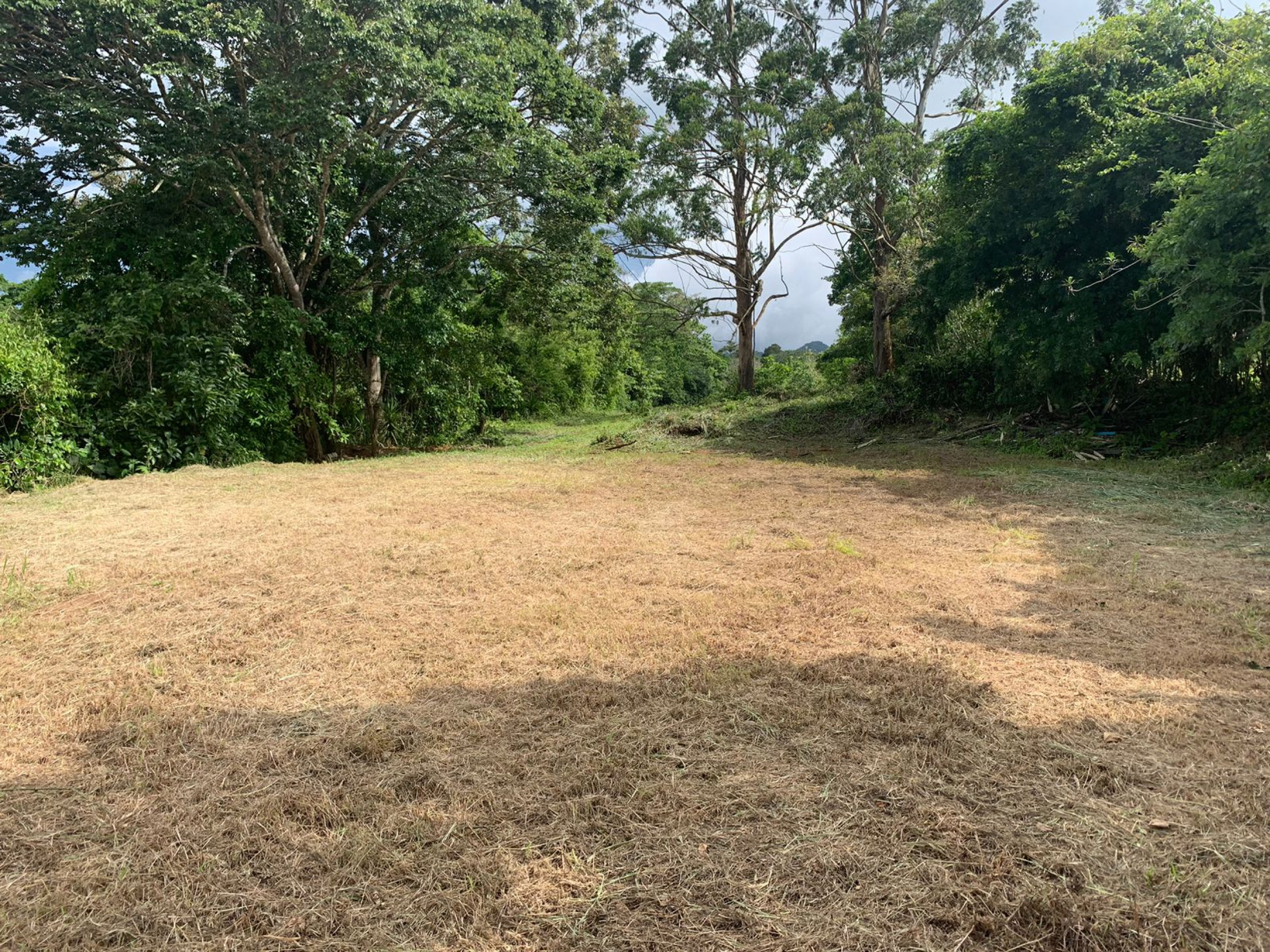 Multi-Use Land in Palmares: Ideal for Investment!
