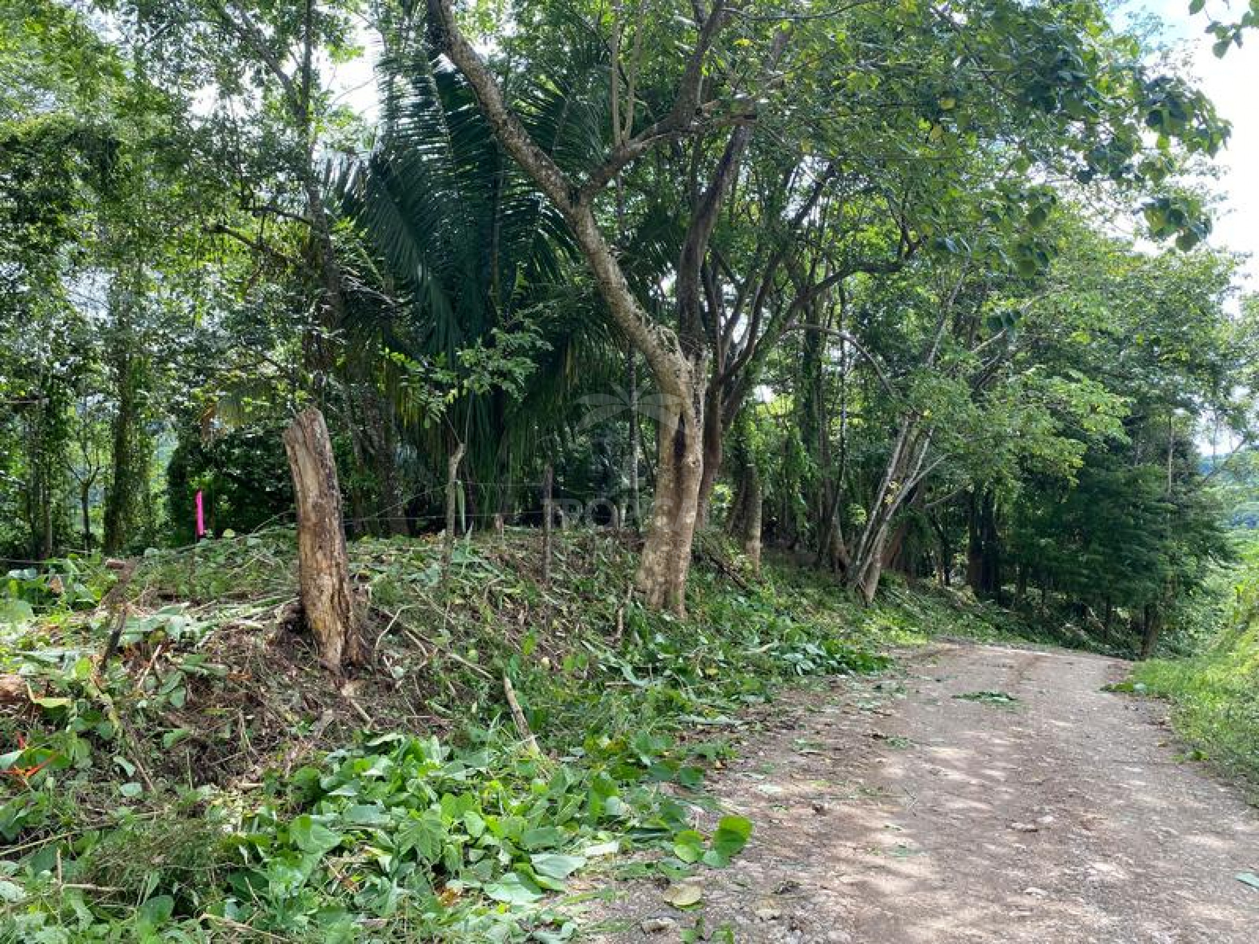 Strategic Commercial Lot in Cabuya – High Visibility and Outstanding Development Potential