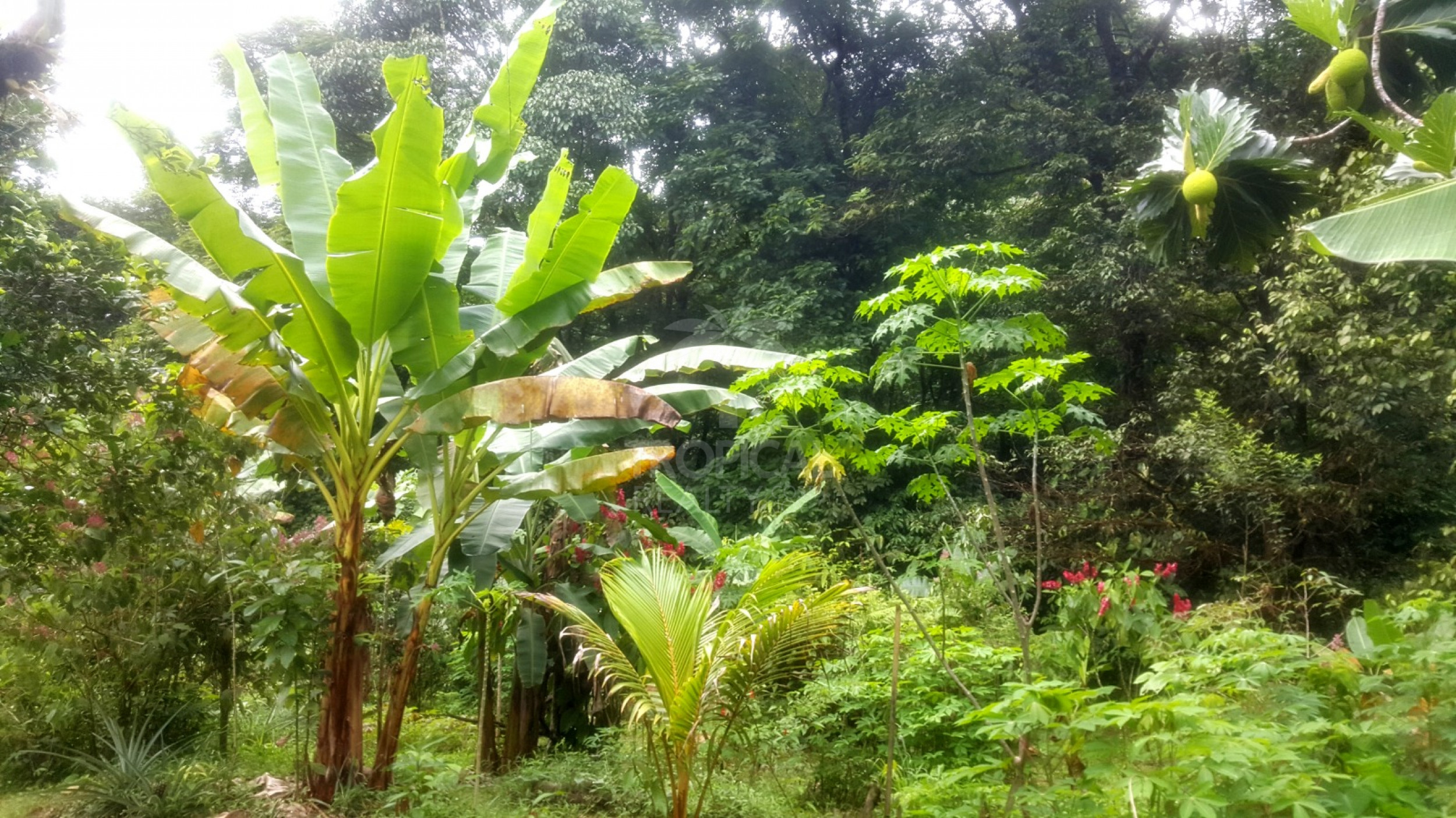 For Sale: Nature Lover’s Paradise in Sarapiquí – 24.7 Acres with Two Rivers | Bijagual, Heredia