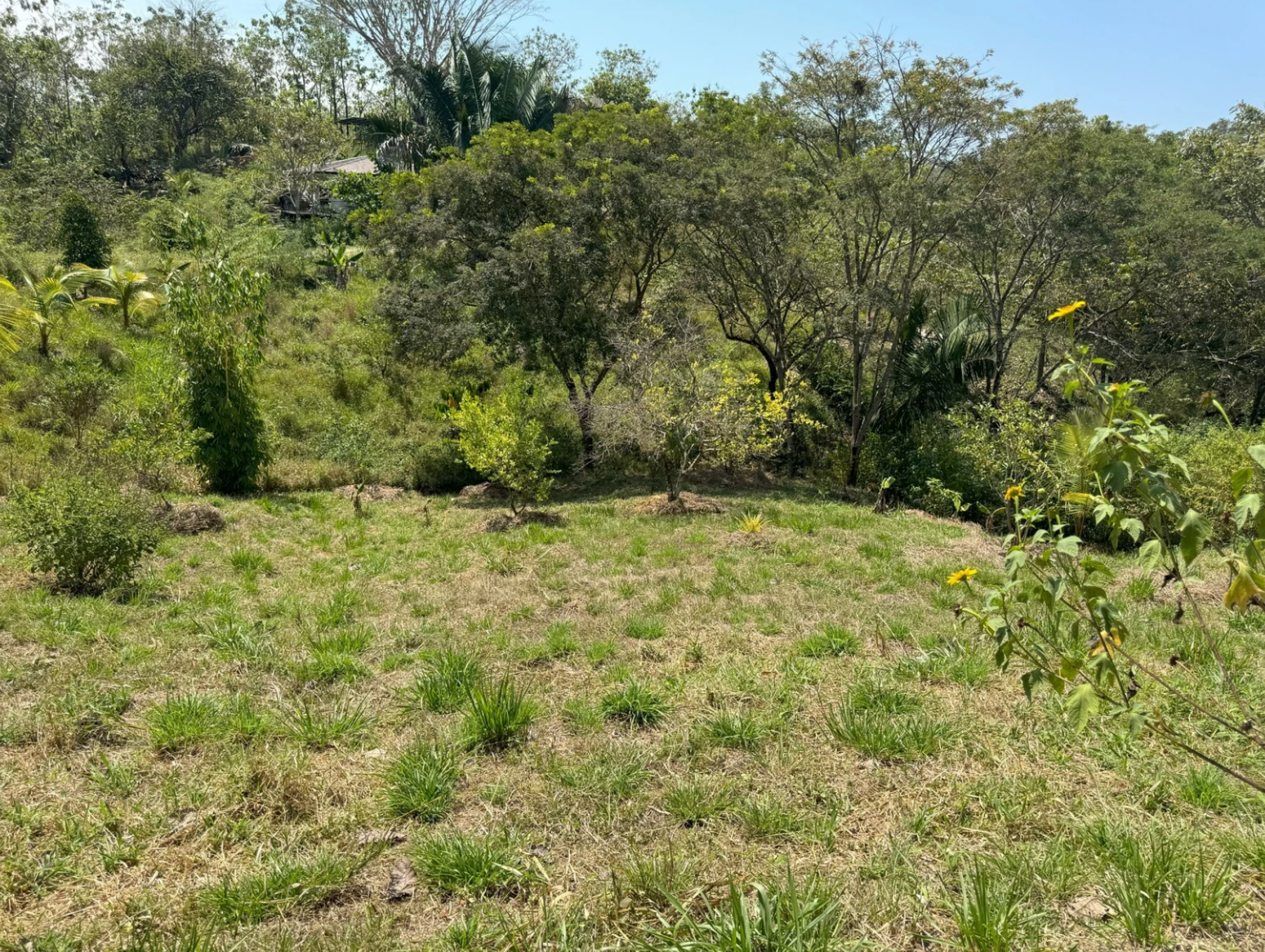 Regenerative Community Lot in San Isidro – Nature & Conscious Living