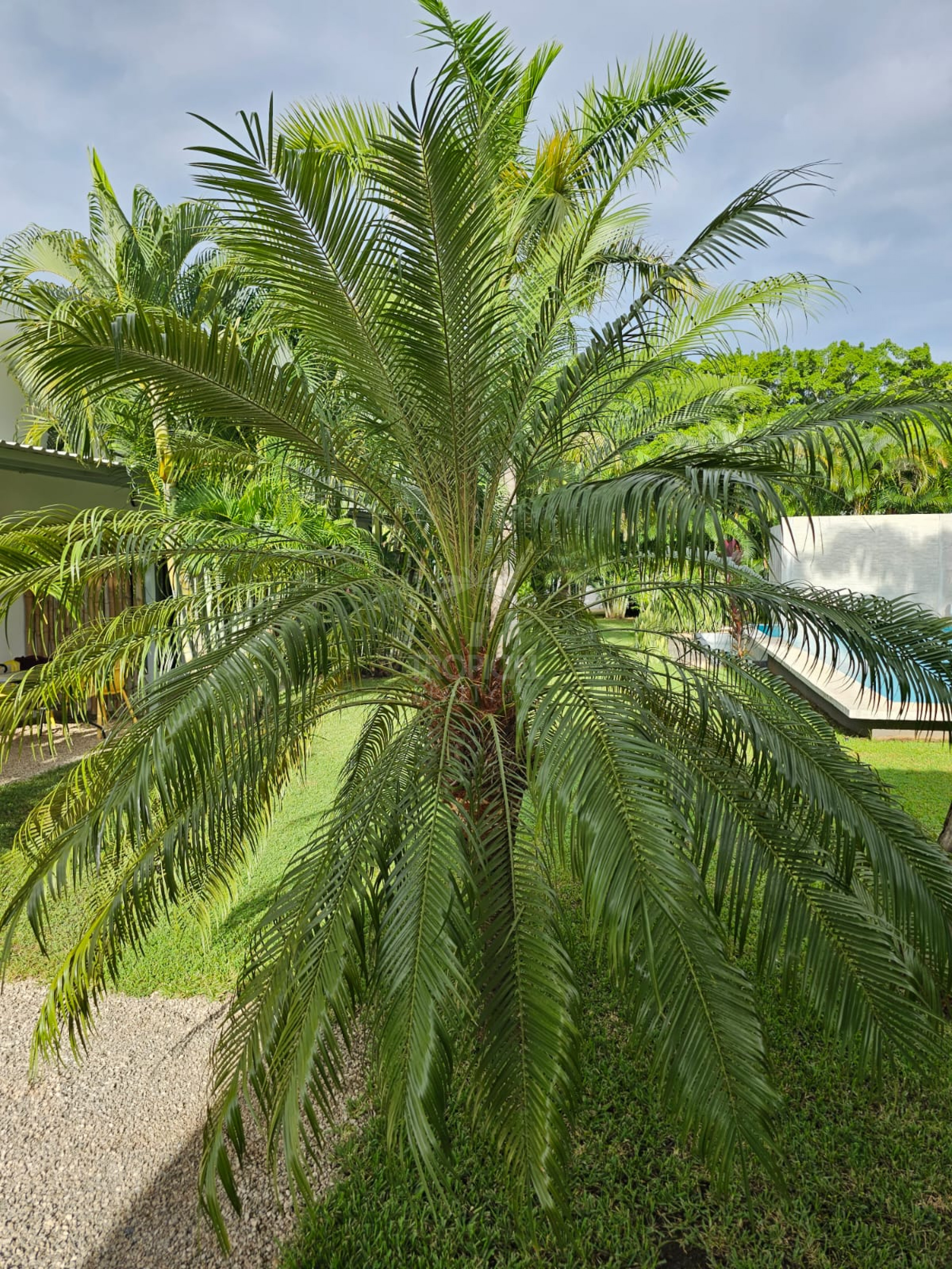 Luxury Bed & Breakfast Estate for Sale Near Playa Tamarindo – Prime Investment Opportunity