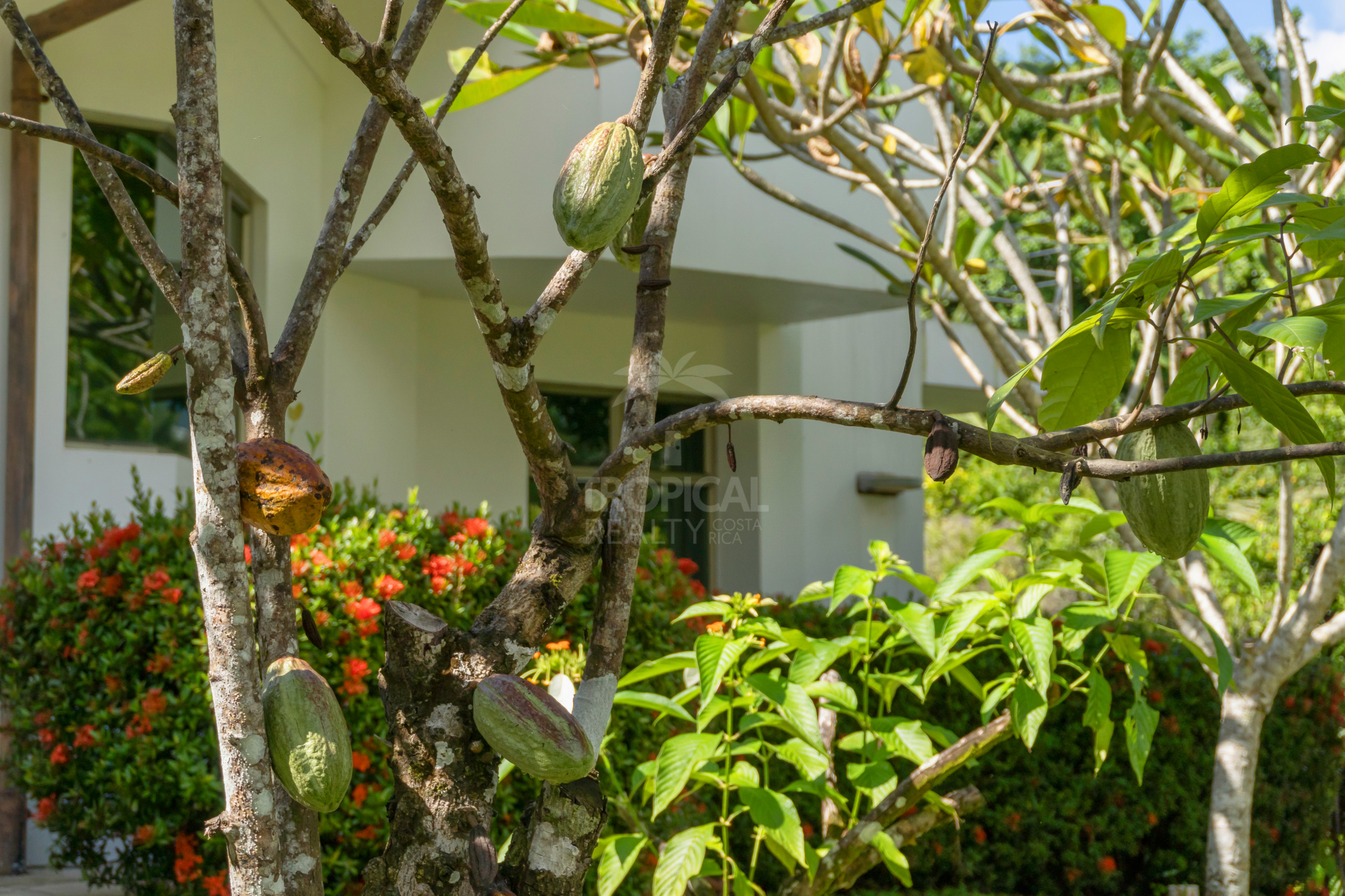 Modern Jungle Villa in Las Delicias – Santa Teresa
