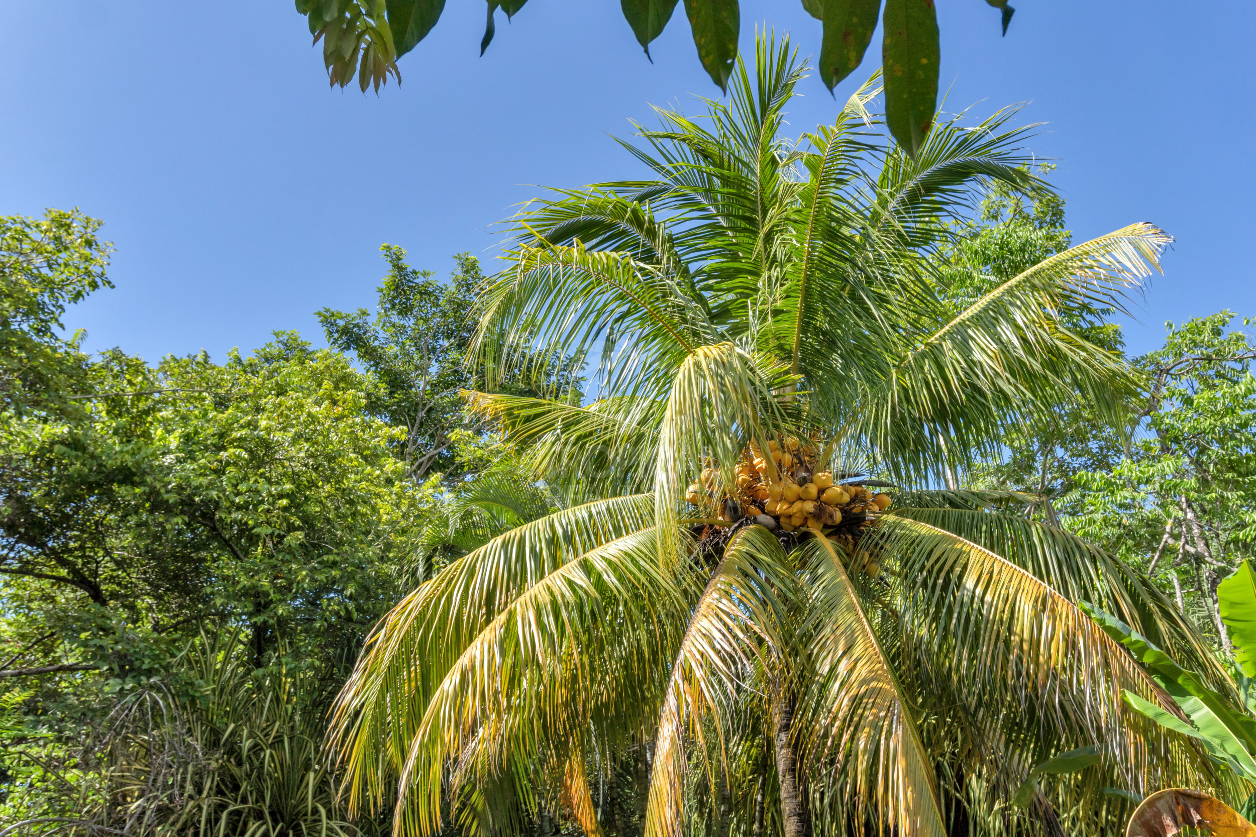 Modern Jungle Villa in Las Delicias – Santa Teresa