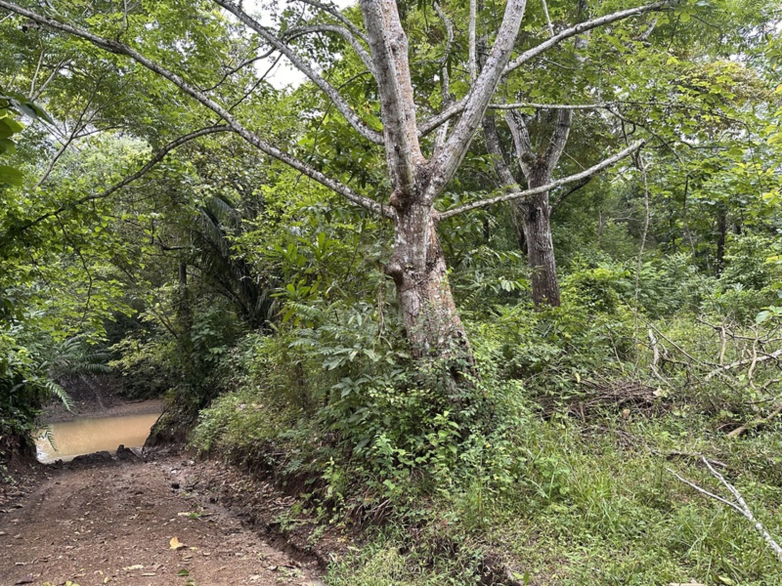 Exclusive Riverfront Lot Near the Beach in Manzanillo, Costa Rica