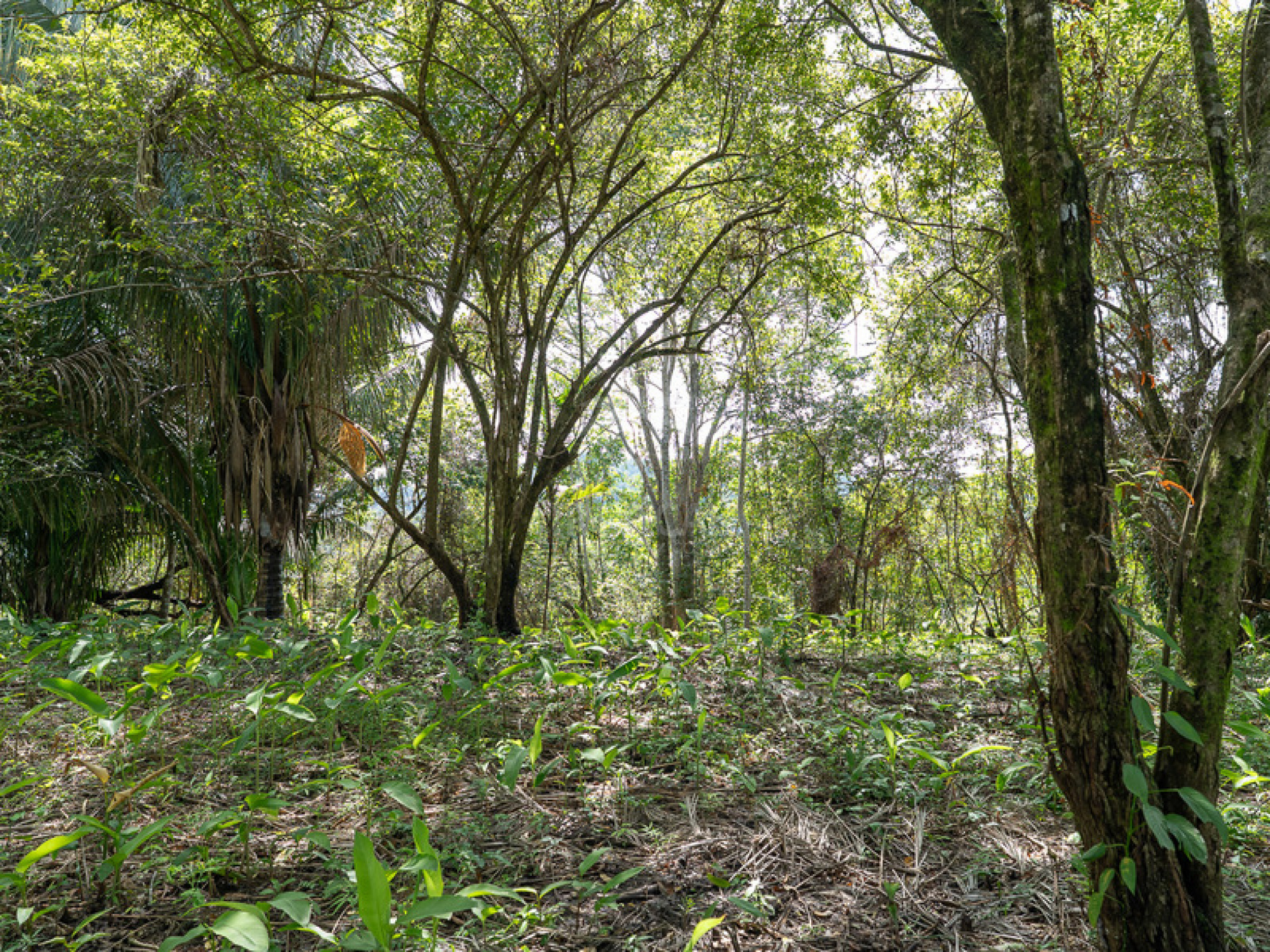 Commercial and Tourism Lot in Cabuya – Visibility, Nature, and Growth Potential