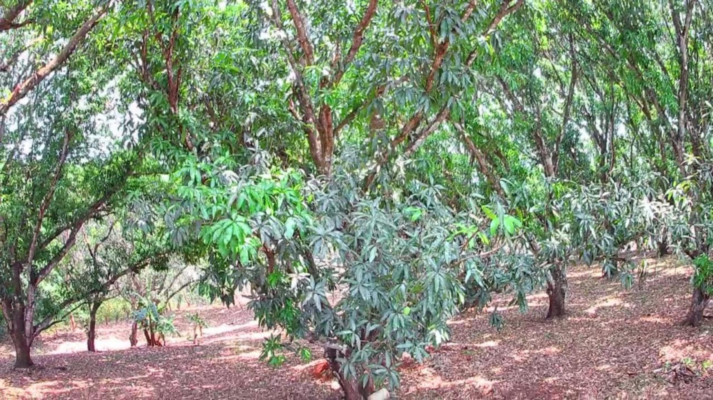Strategic 1,312 m² Lot for Sale – Orotina, Alajuela | Frontage on Route 27
