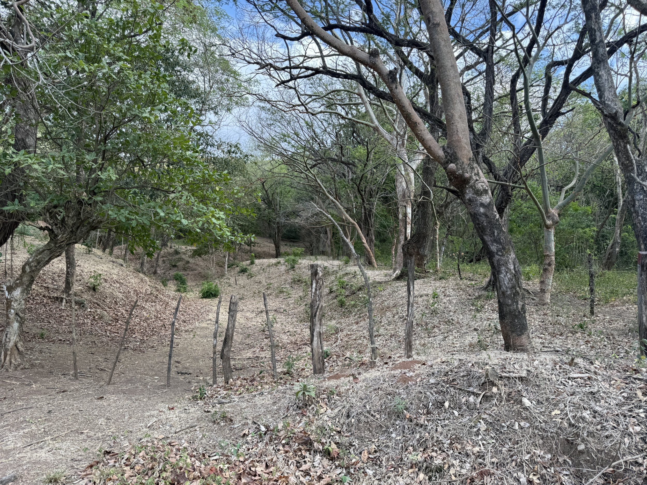 153-Hectare Ranch for Sale in Santa Cruz, Guanacaste – Natural Springs, Forest & Development Potential | $1,000,000
