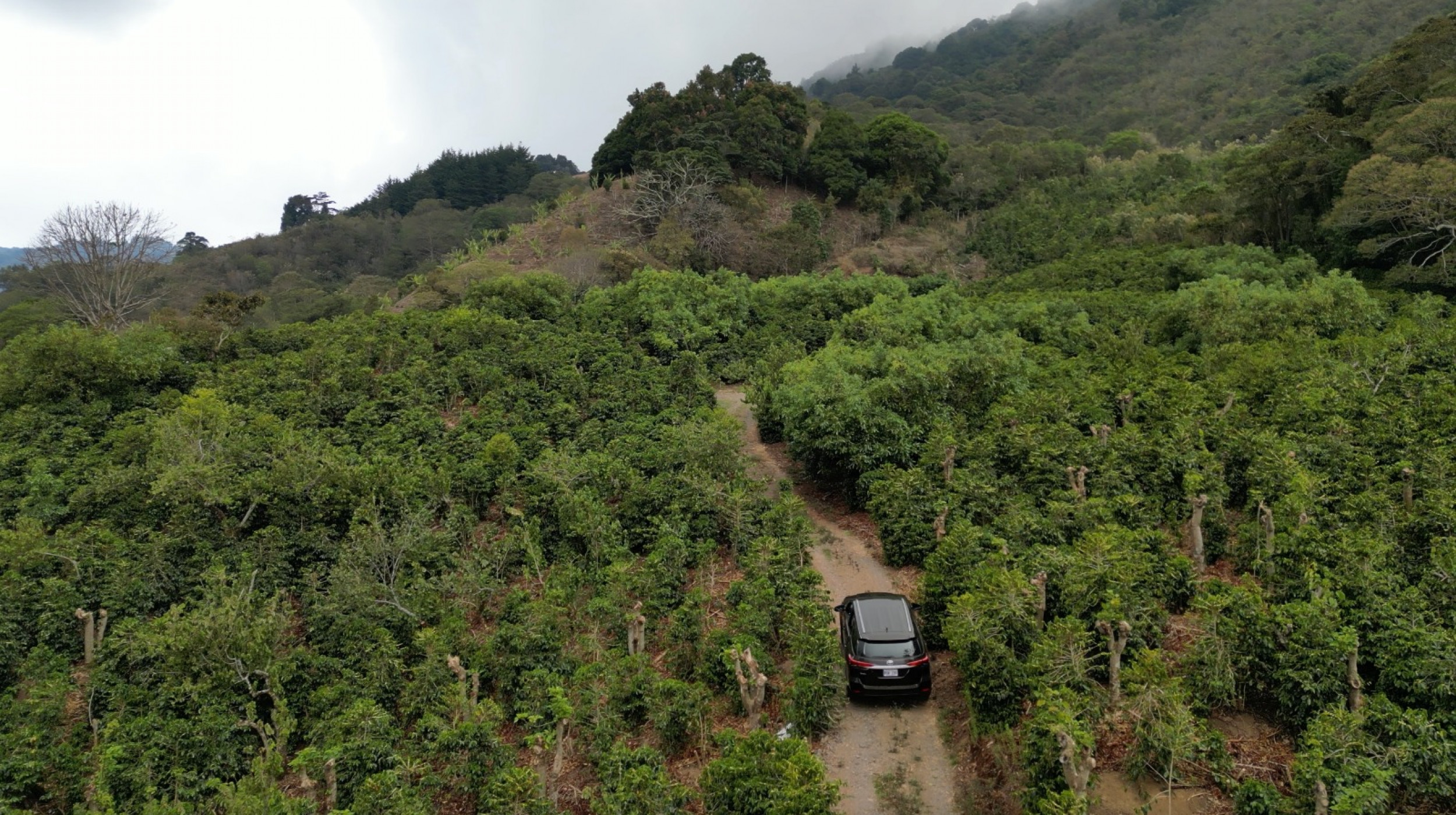 Coffe farm for Sale in Copey de Dota