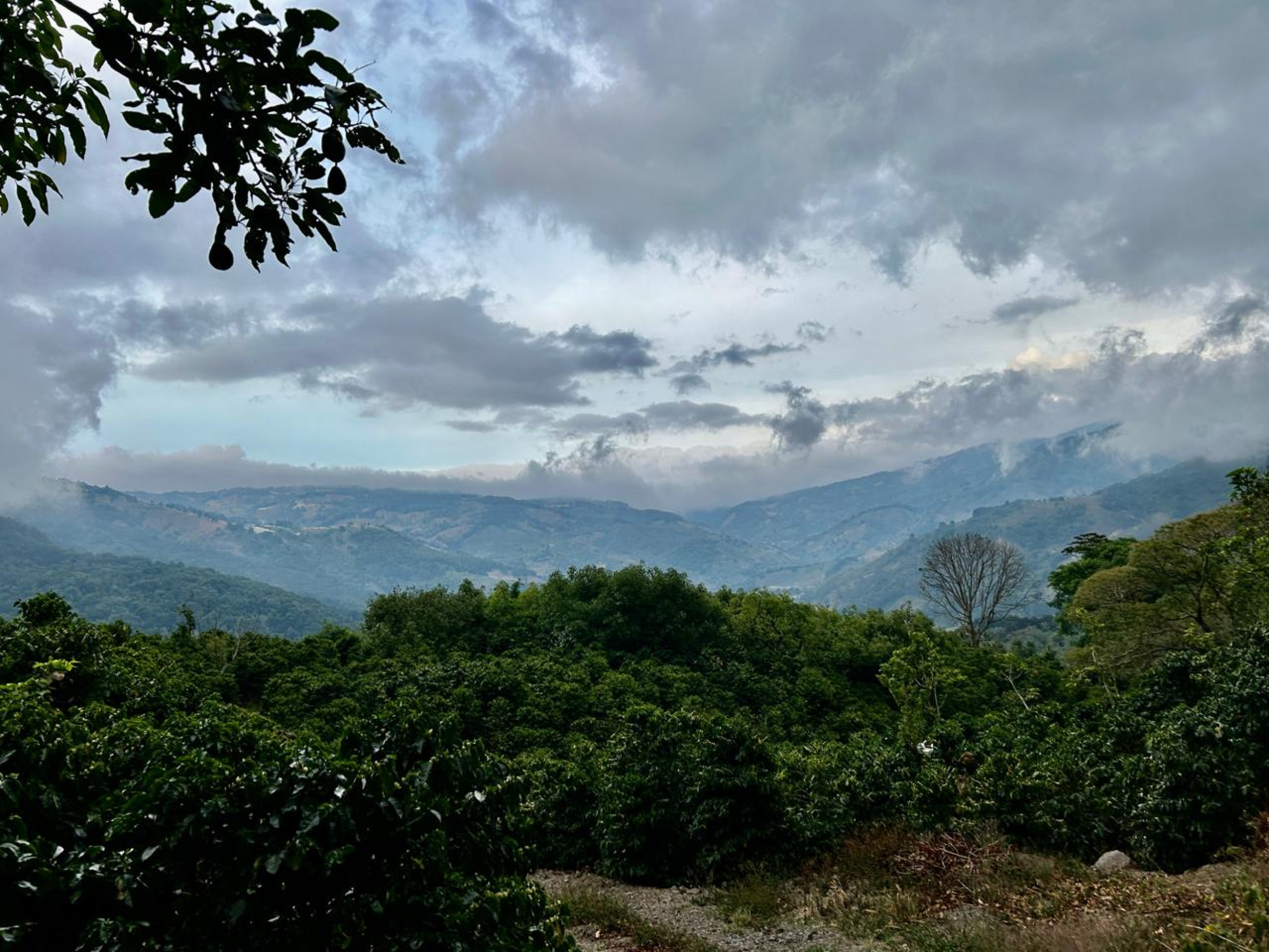 Coffe farm for Sale in Copey de Dota