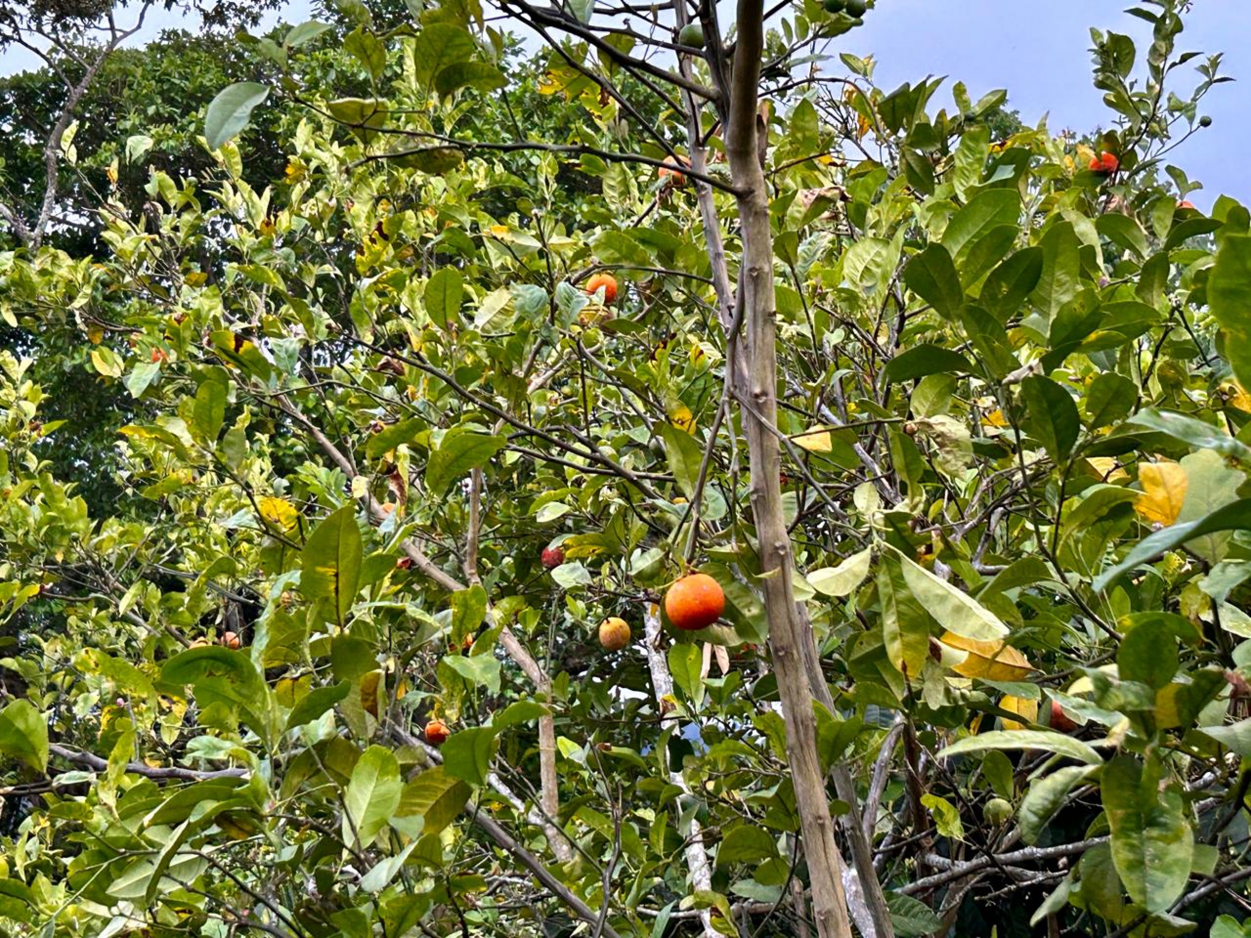 Coffe farm for Sale in Copey de Dota