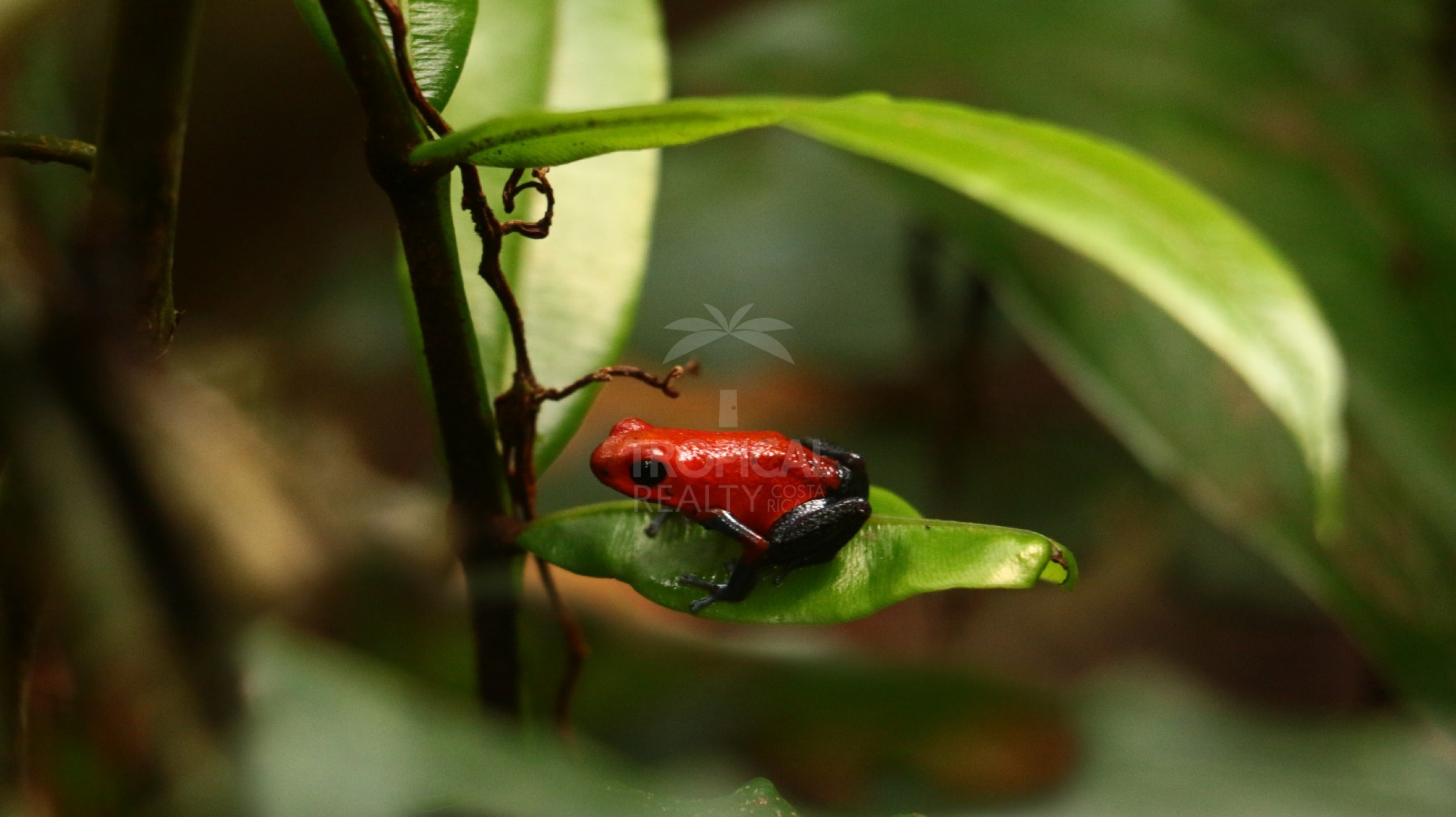 For Sale: Nature Lover’s Paradise in Sarapiquí – 24.7 Acres with Two Rivers | Bijagual, Heredia